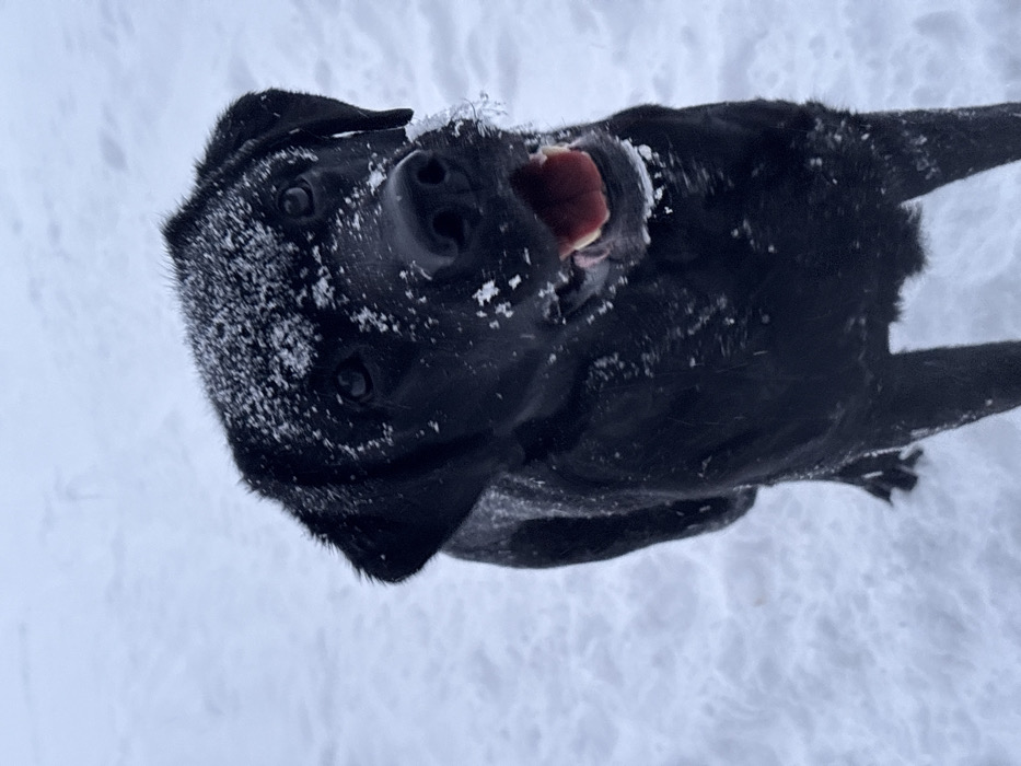 Black Lab plays with frisbee in snowy Chaikovsky forest