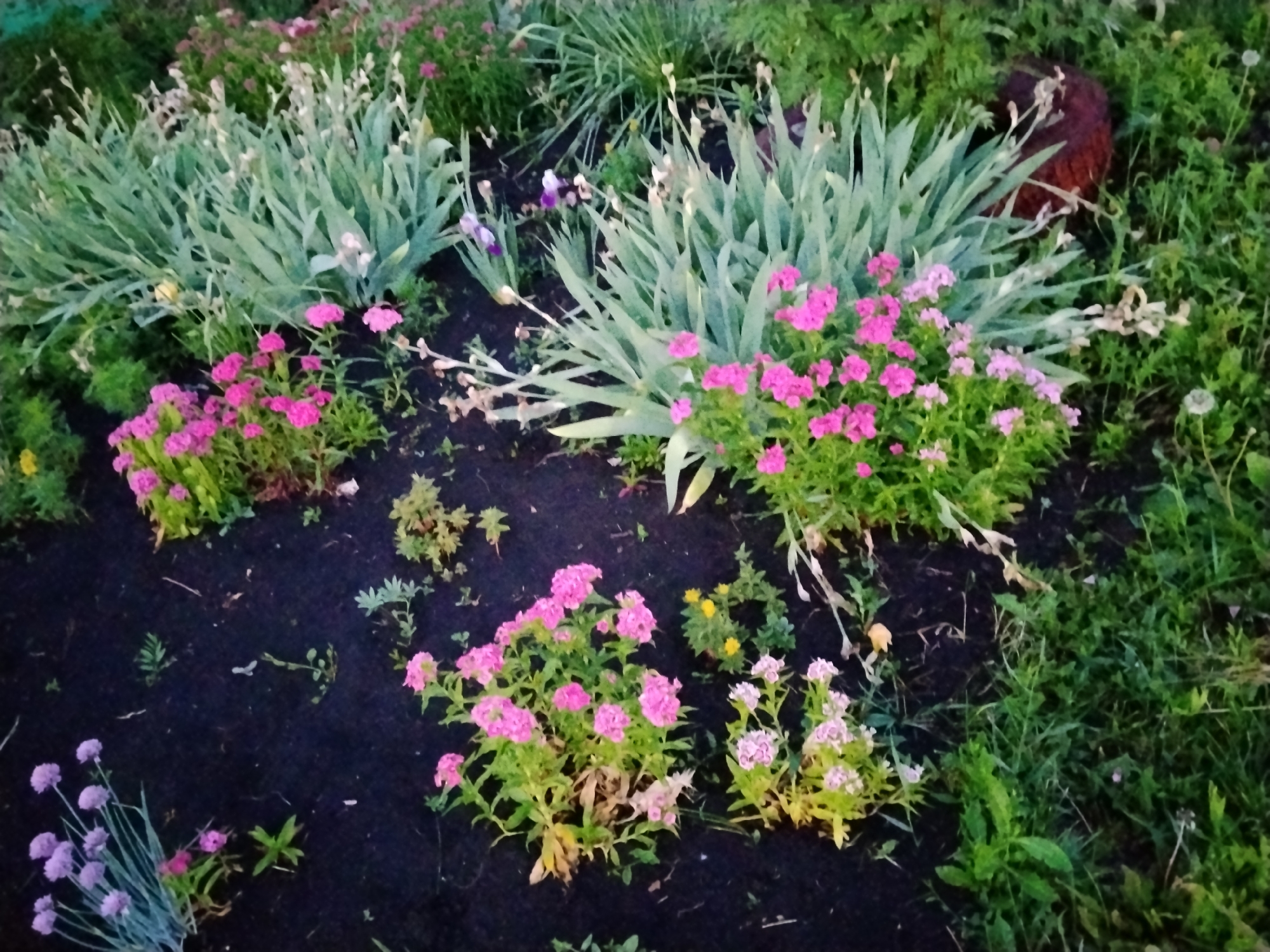 Garden bed with flowering daisies observed in Mikhailovka, Russia