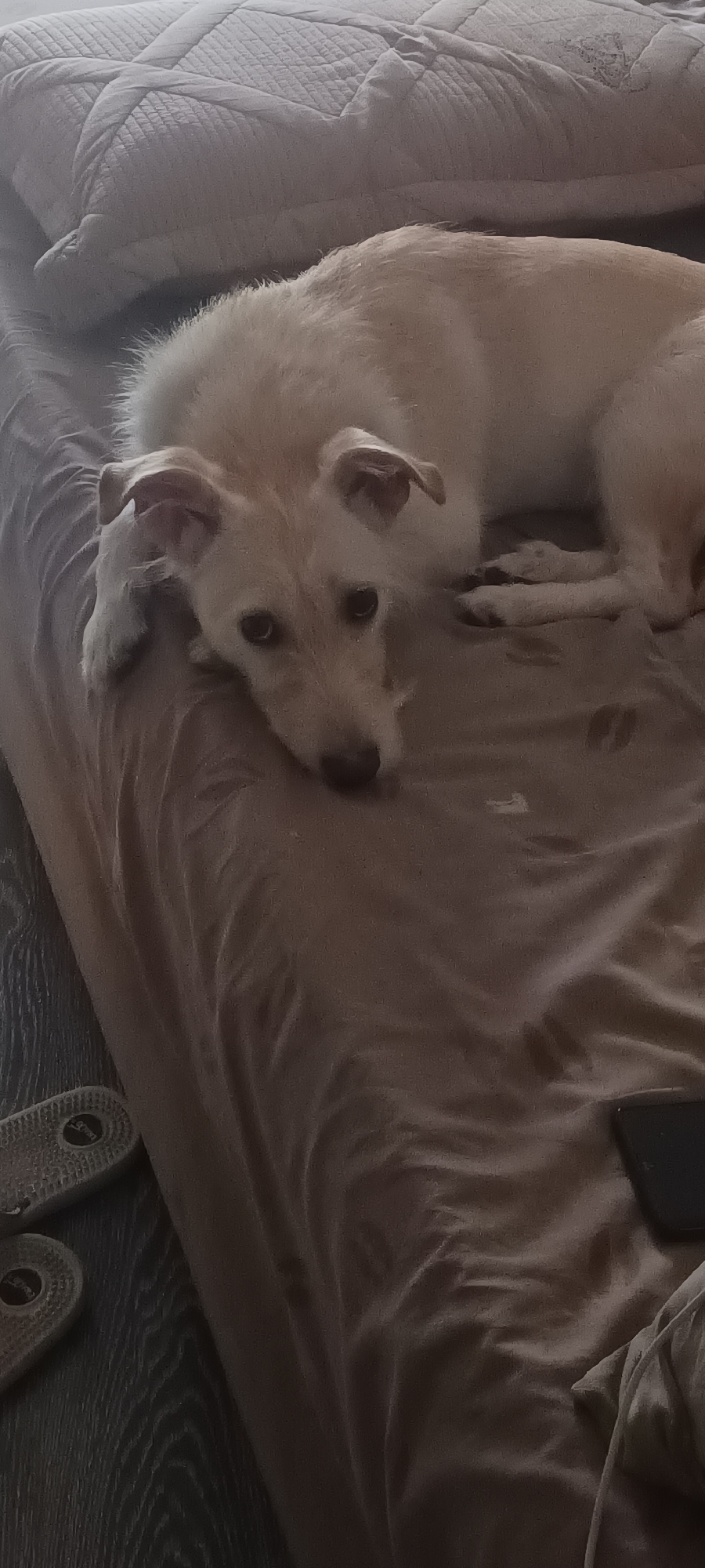 Floppy-eared dog lounging on a bed in Almaty