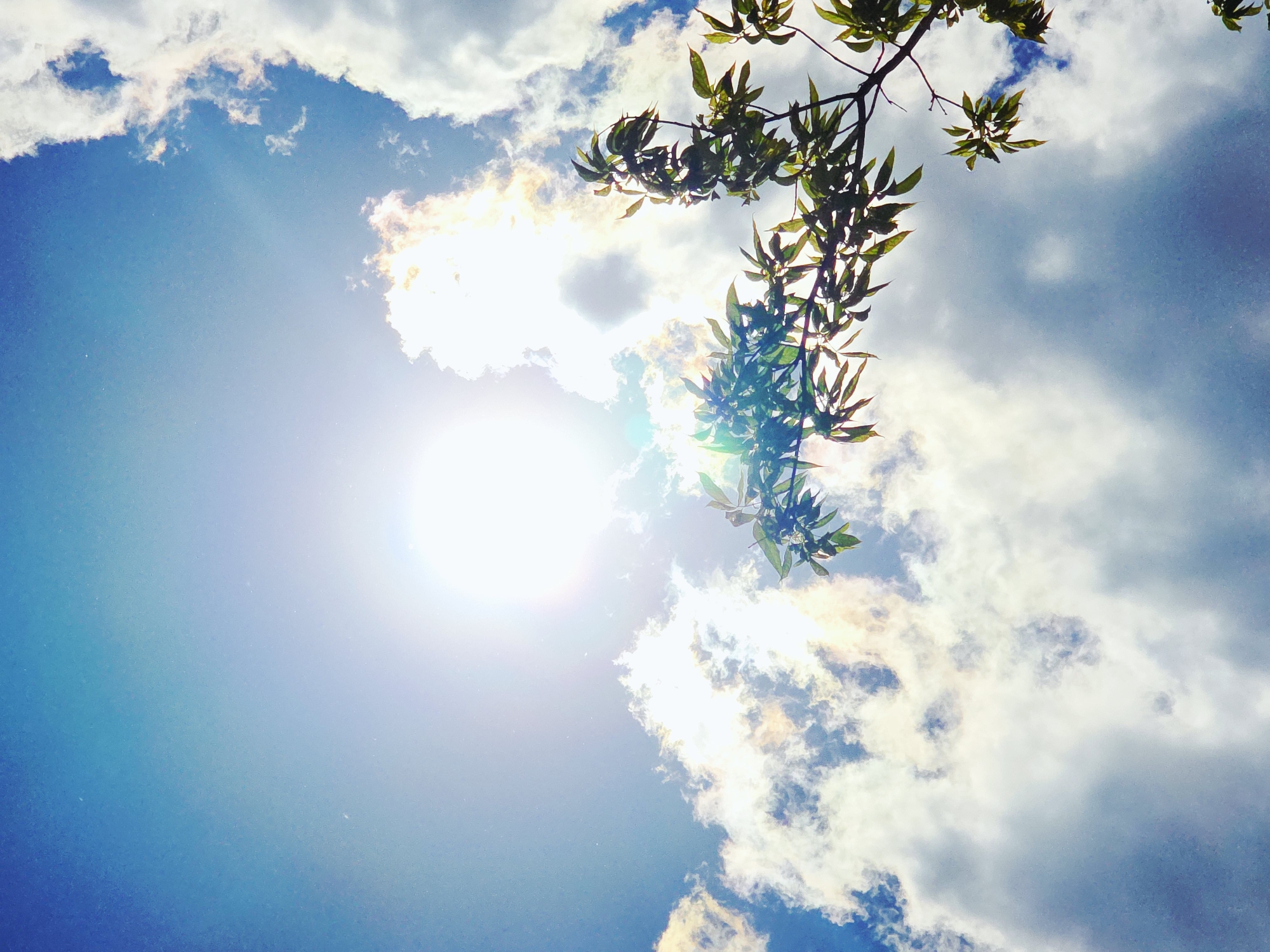 Morning nature photography session captures skies, flowers, plants