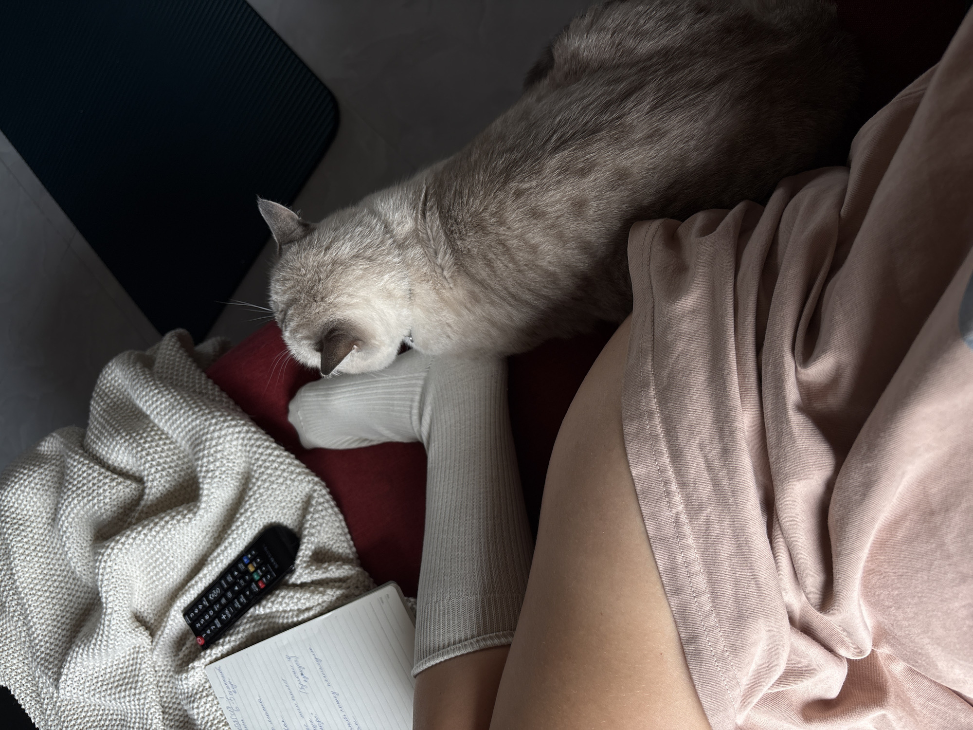 Person relaxes with blue-eyed cat in Thai hillside home