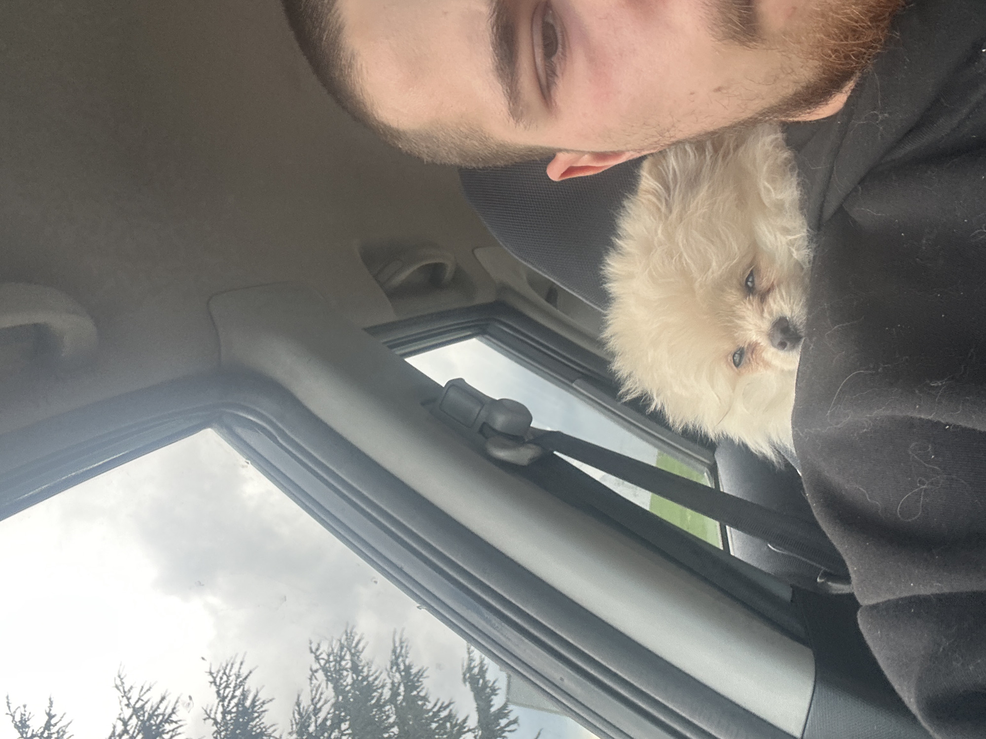 Dog travels safely buckled in car seat in Bulgaria