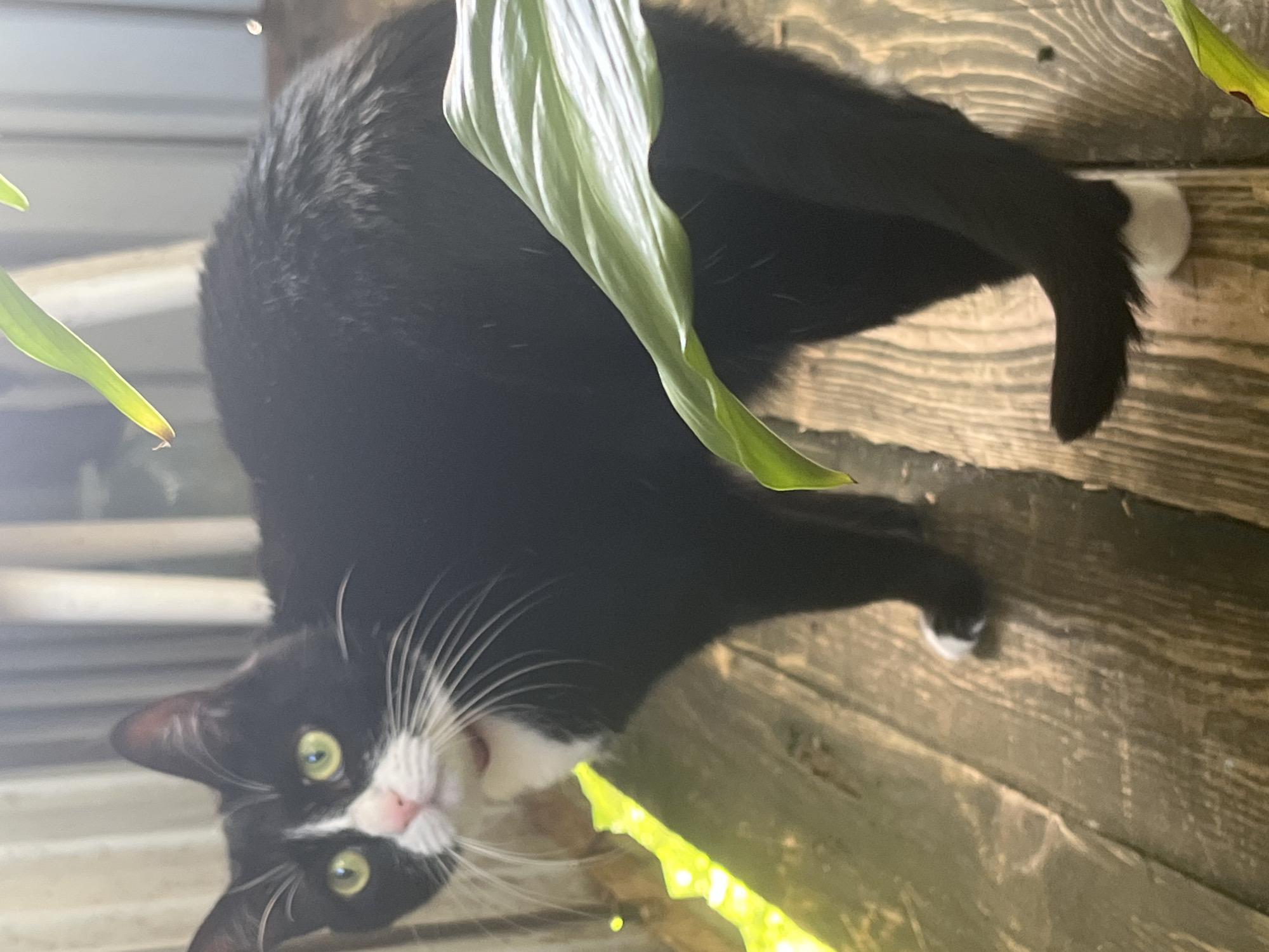 A cat, some houseplants, and filtered sunlight through leaves