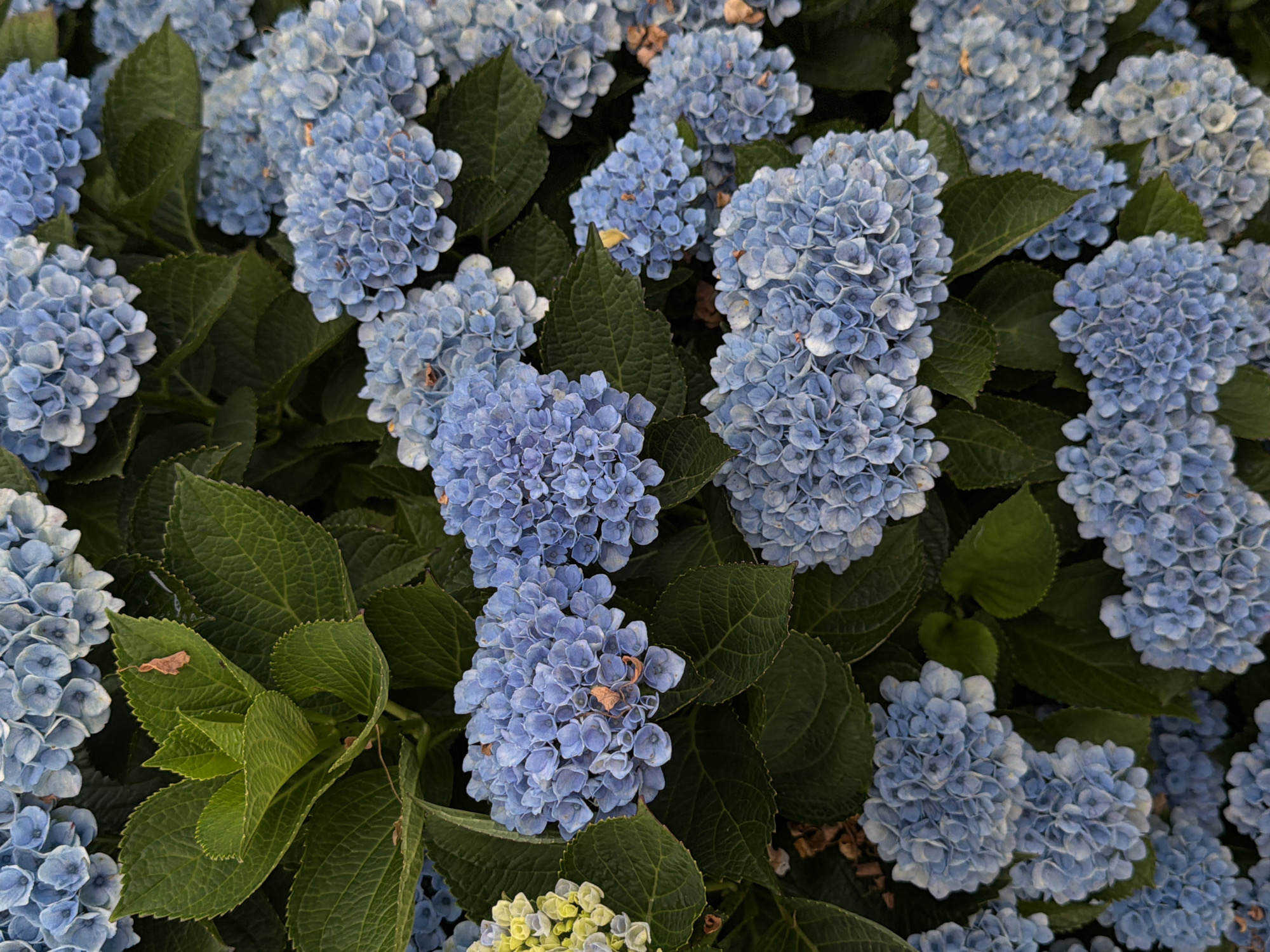 New Westminster, Canada