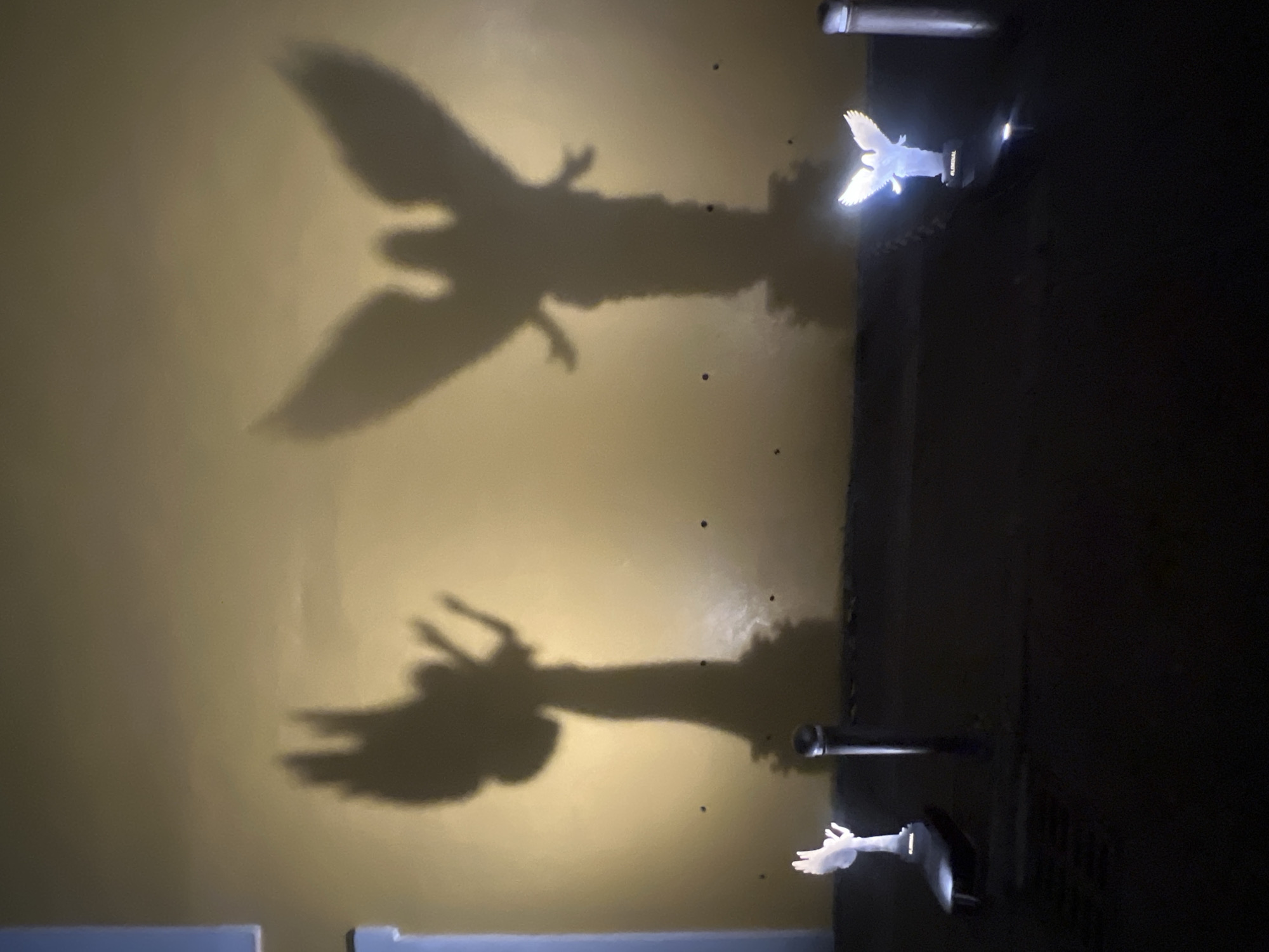 Day of Dead projections draw crowds to decorated building
