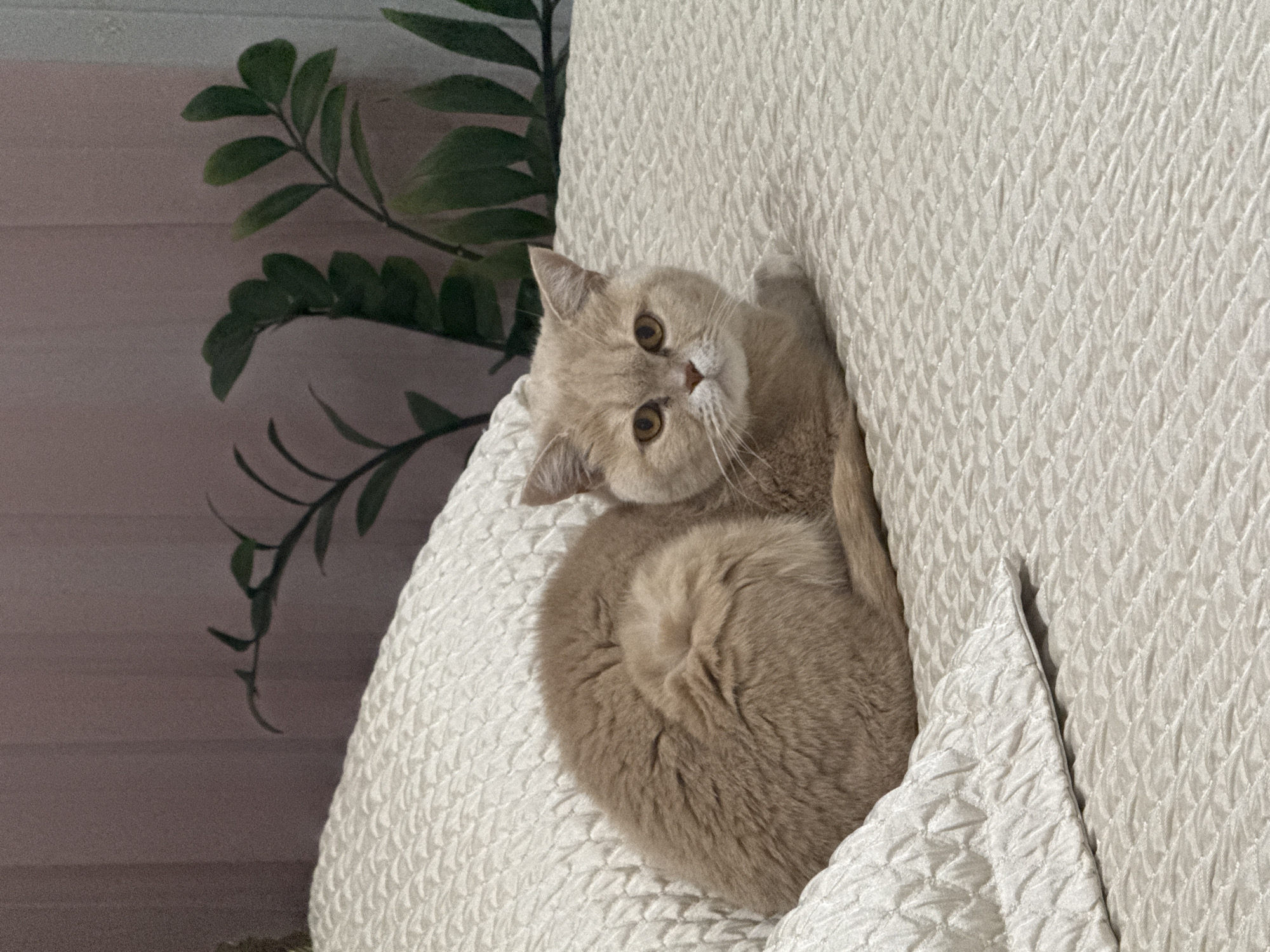 Cat rests on quilted surface indoors