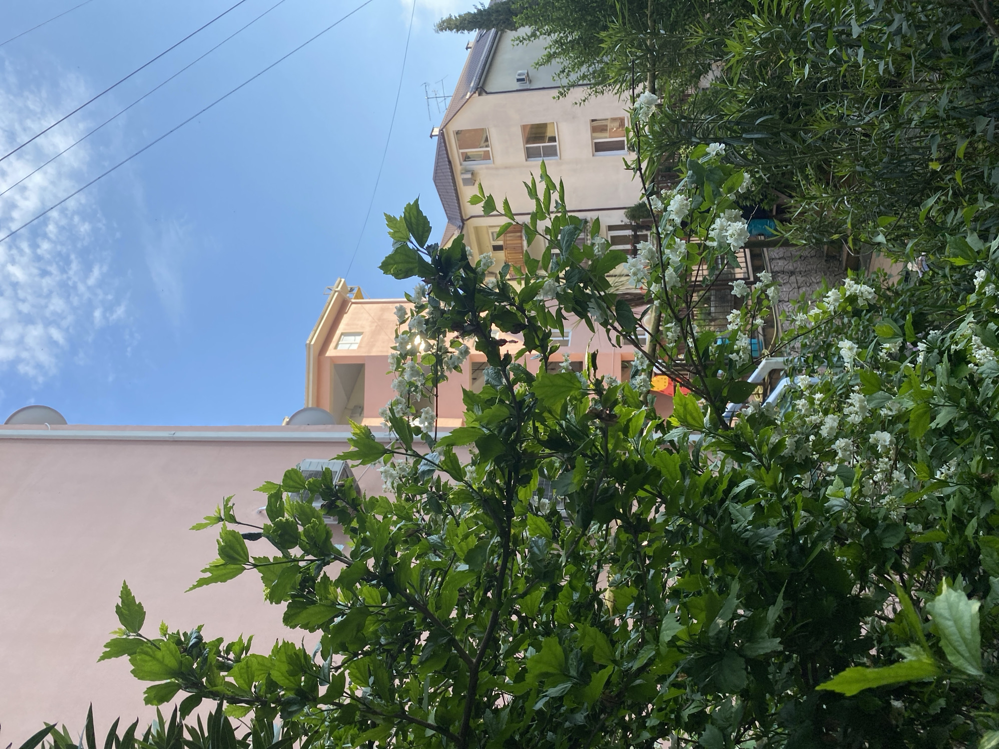 Casual afternoon moments documented in residential Sochi neighborhood