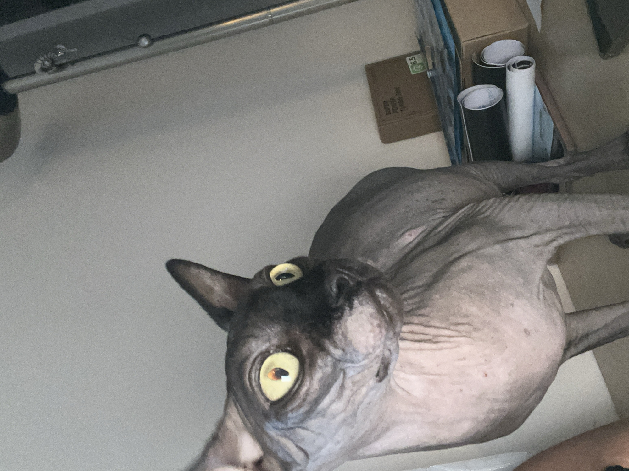 Sphynx cat and shelf decor in a Kallithea home