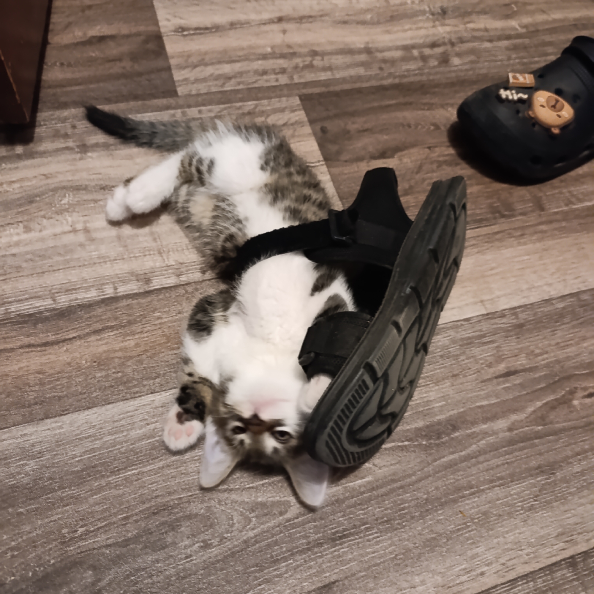 Tabby kitten claims a black sandal as its own