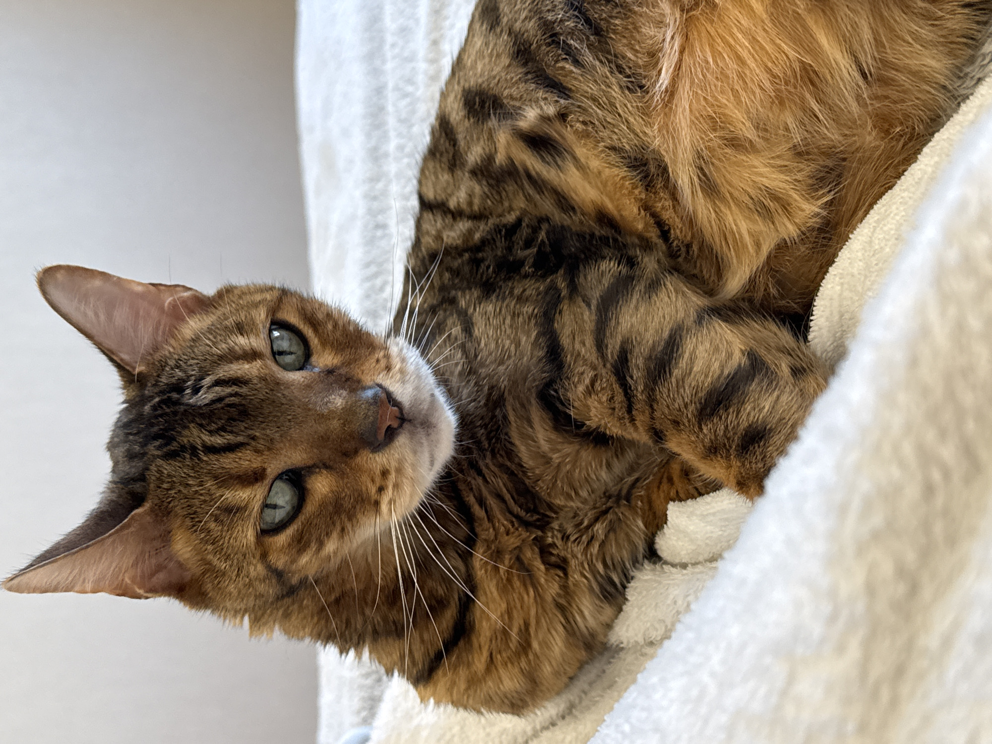 Cats photographed resting and grooming on white bedding