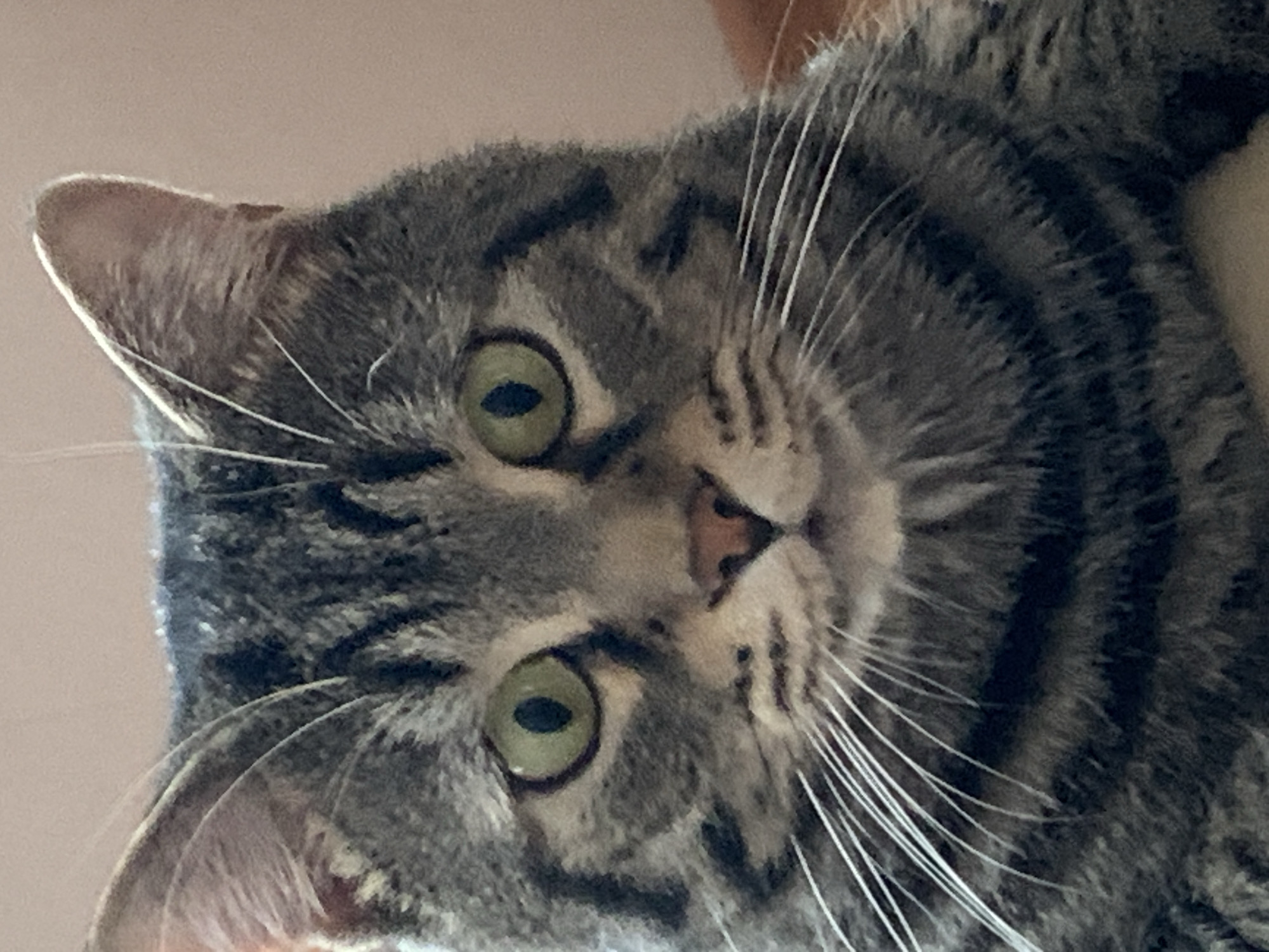Gray tabby cat photographed in various poses in Stavropol