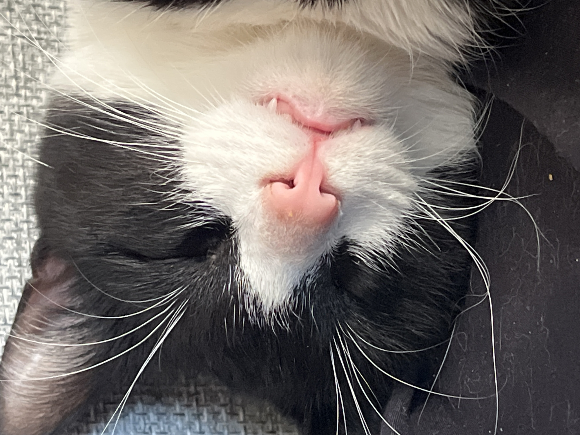 Domestic cats documented resting indoors in Russia