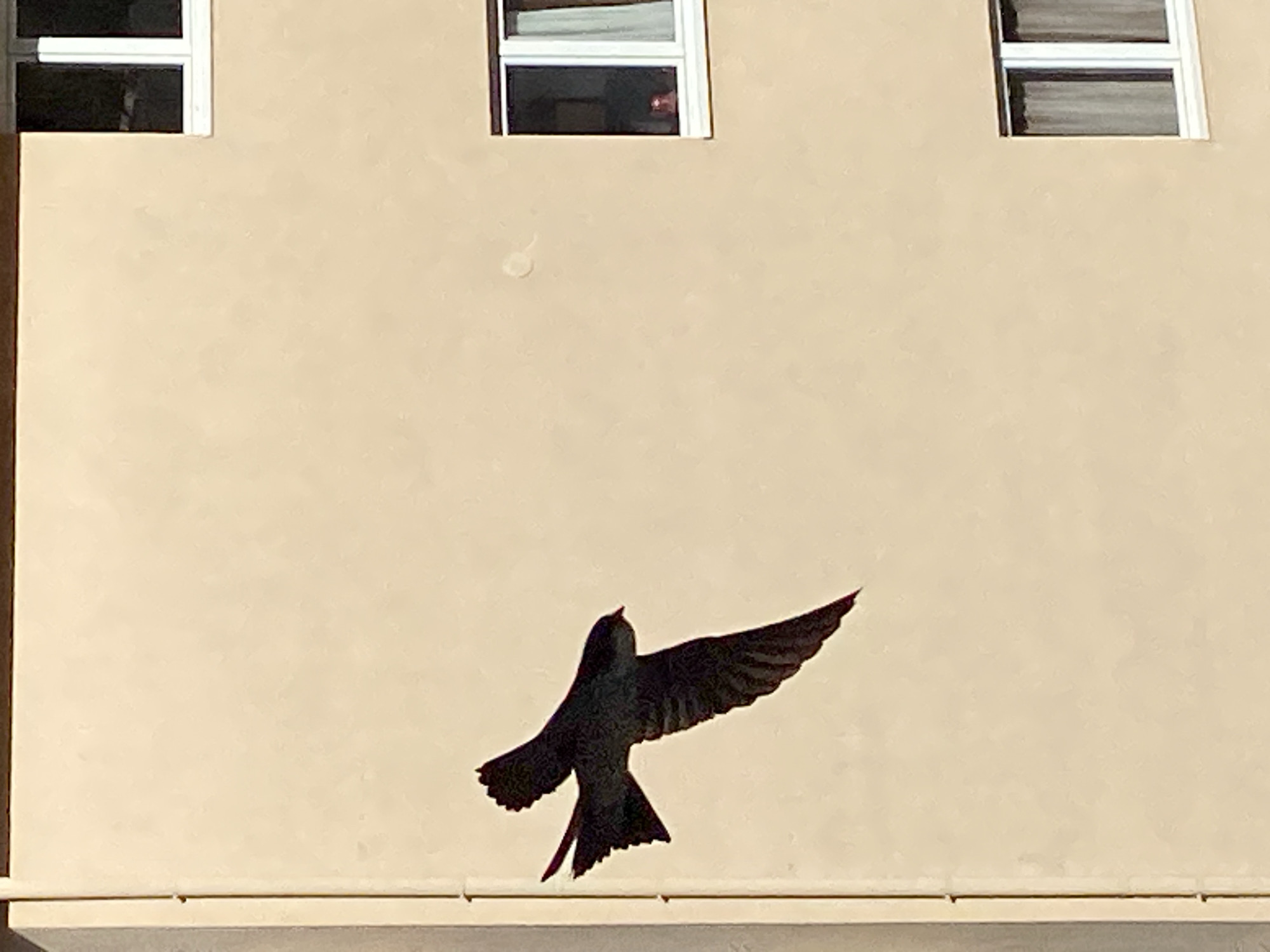 Swifts, rooftops, and mountain roads in coastal Budva