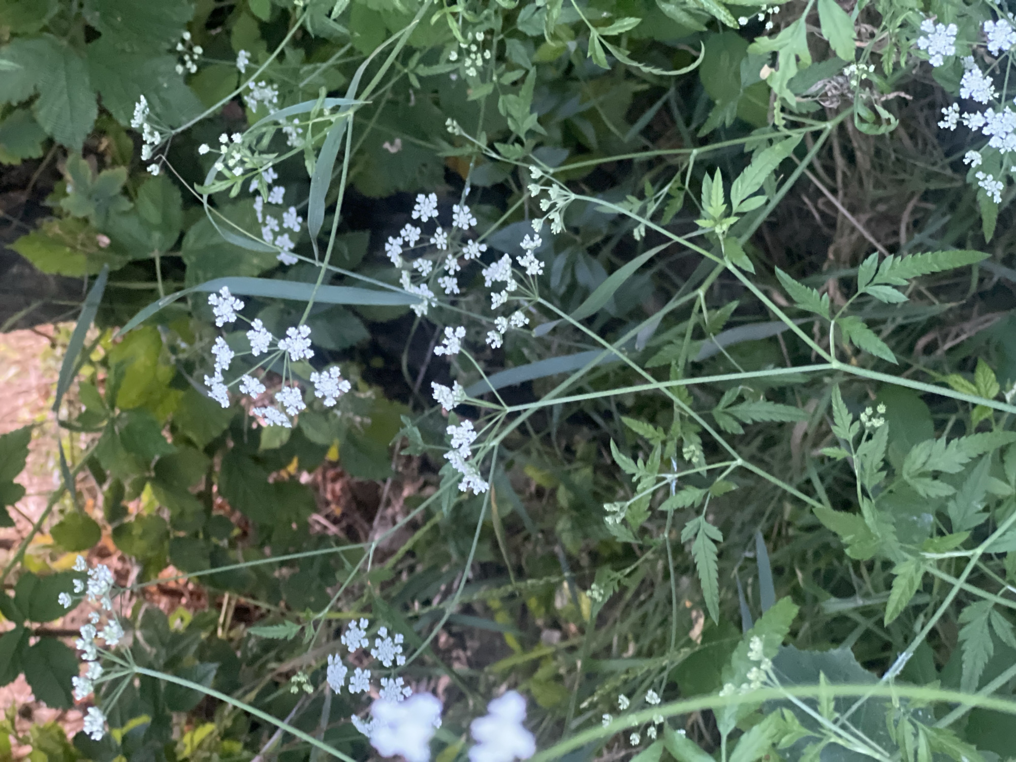 Wildflower and grassland plants up close in Bârnova, Romania