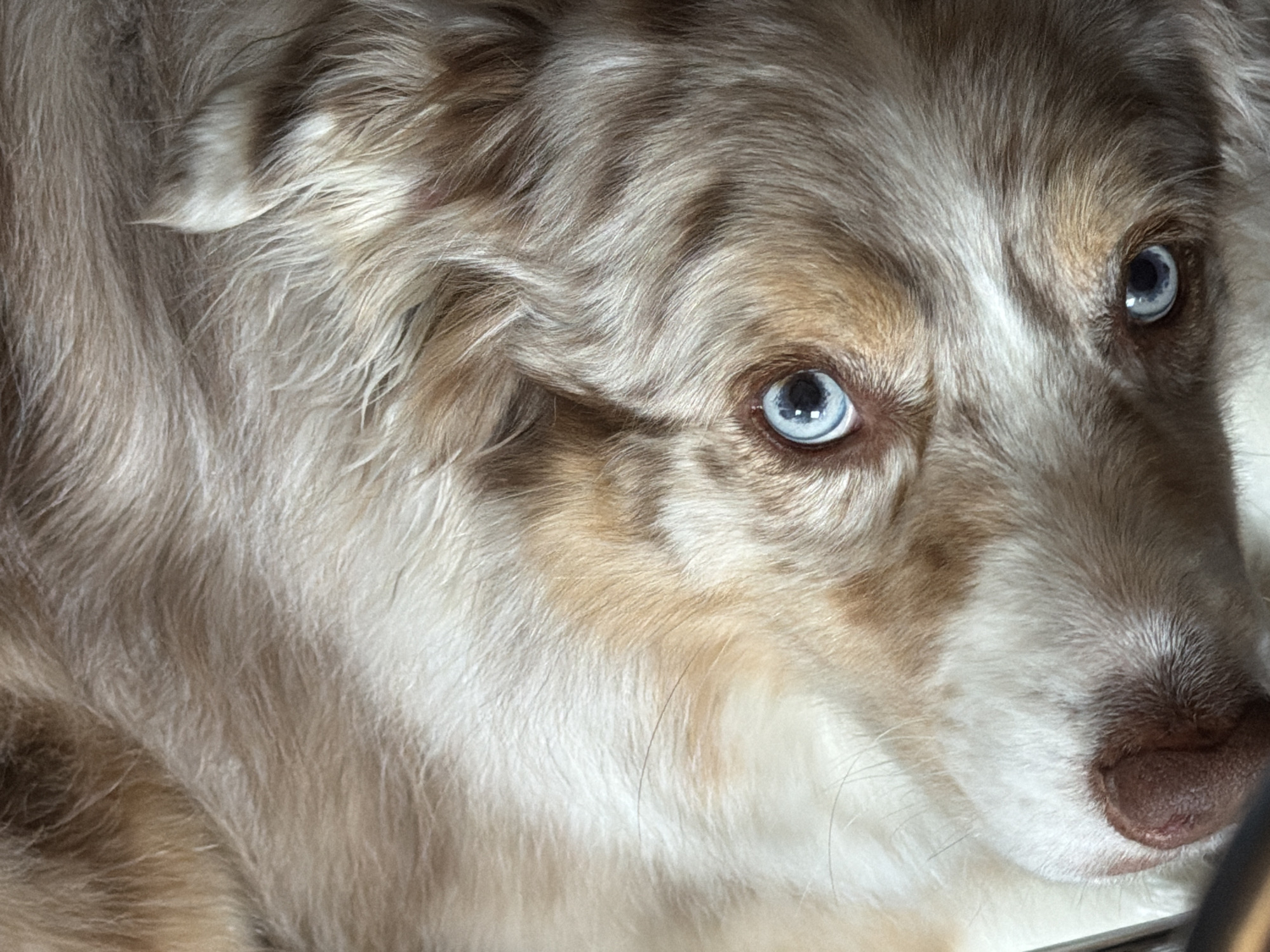 Australian Shepherd photographed in Laval, Canada