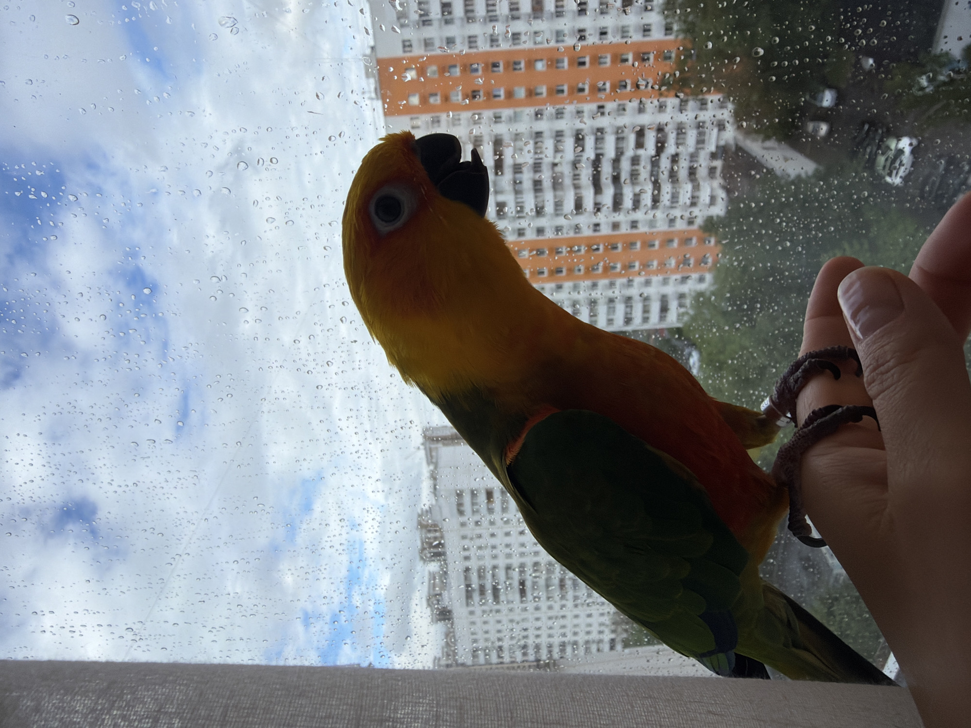 Morning domestic scenes with pet parrot captured in Khimki