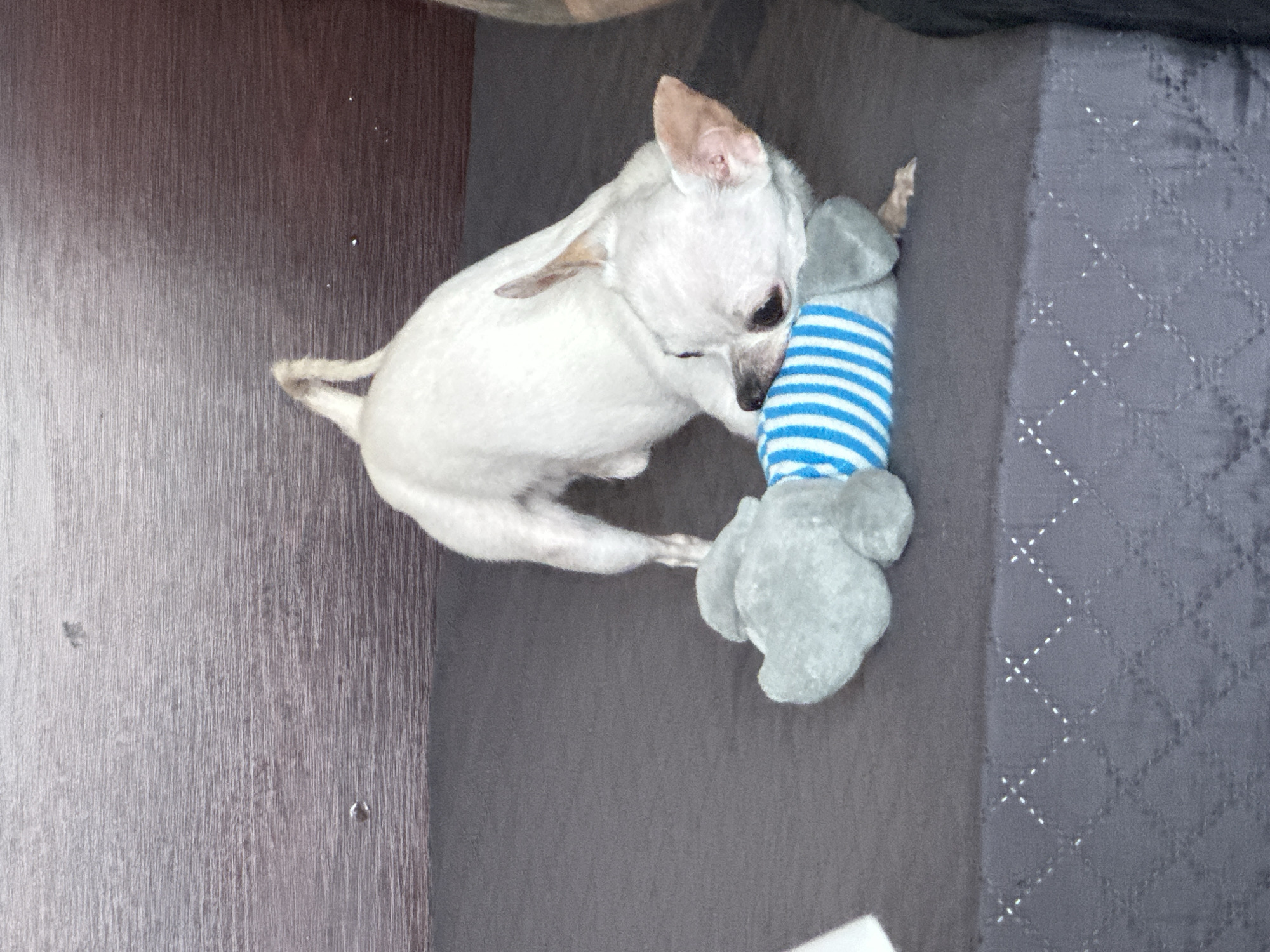 Man plays with white Chihuahua during morning in Bulgaria