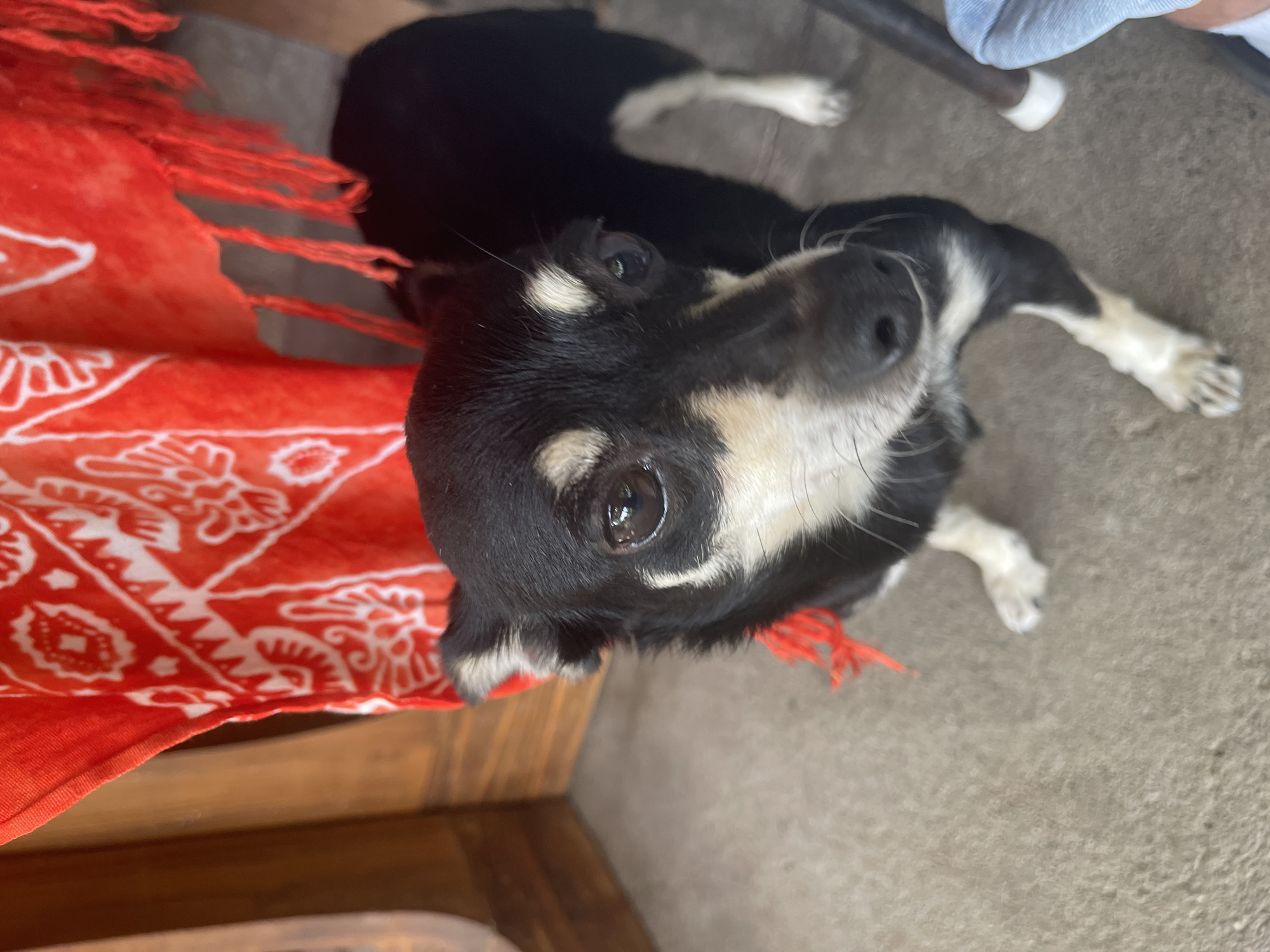 Quiet afternoon at home with dogs and cozy interiors