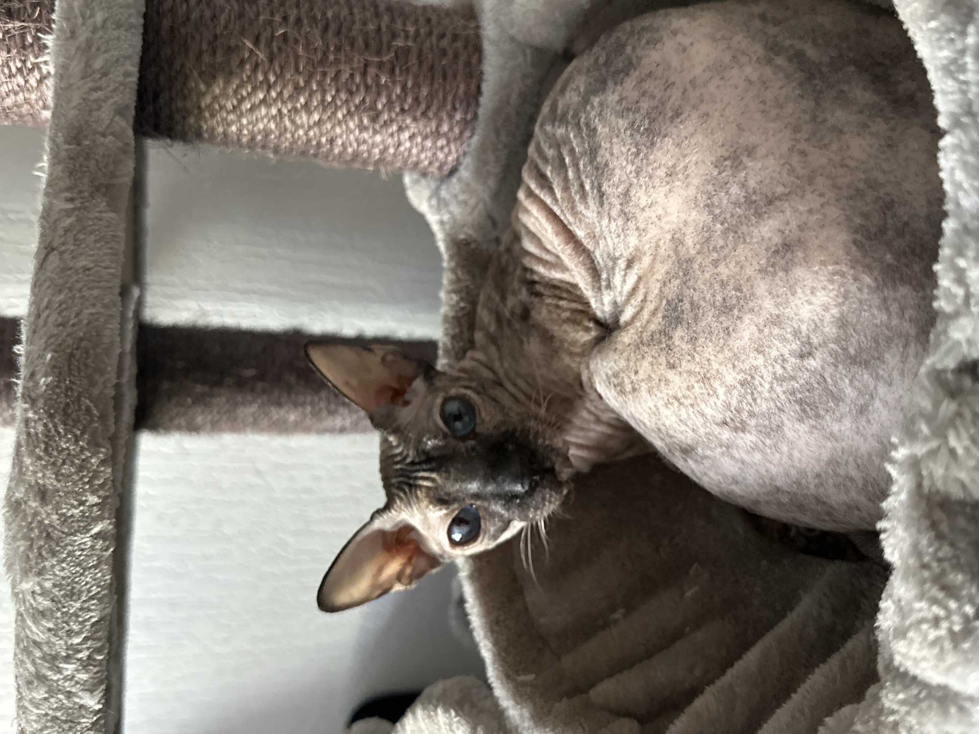 Sphynx cat spotted resting in Rotterdam cat tree
