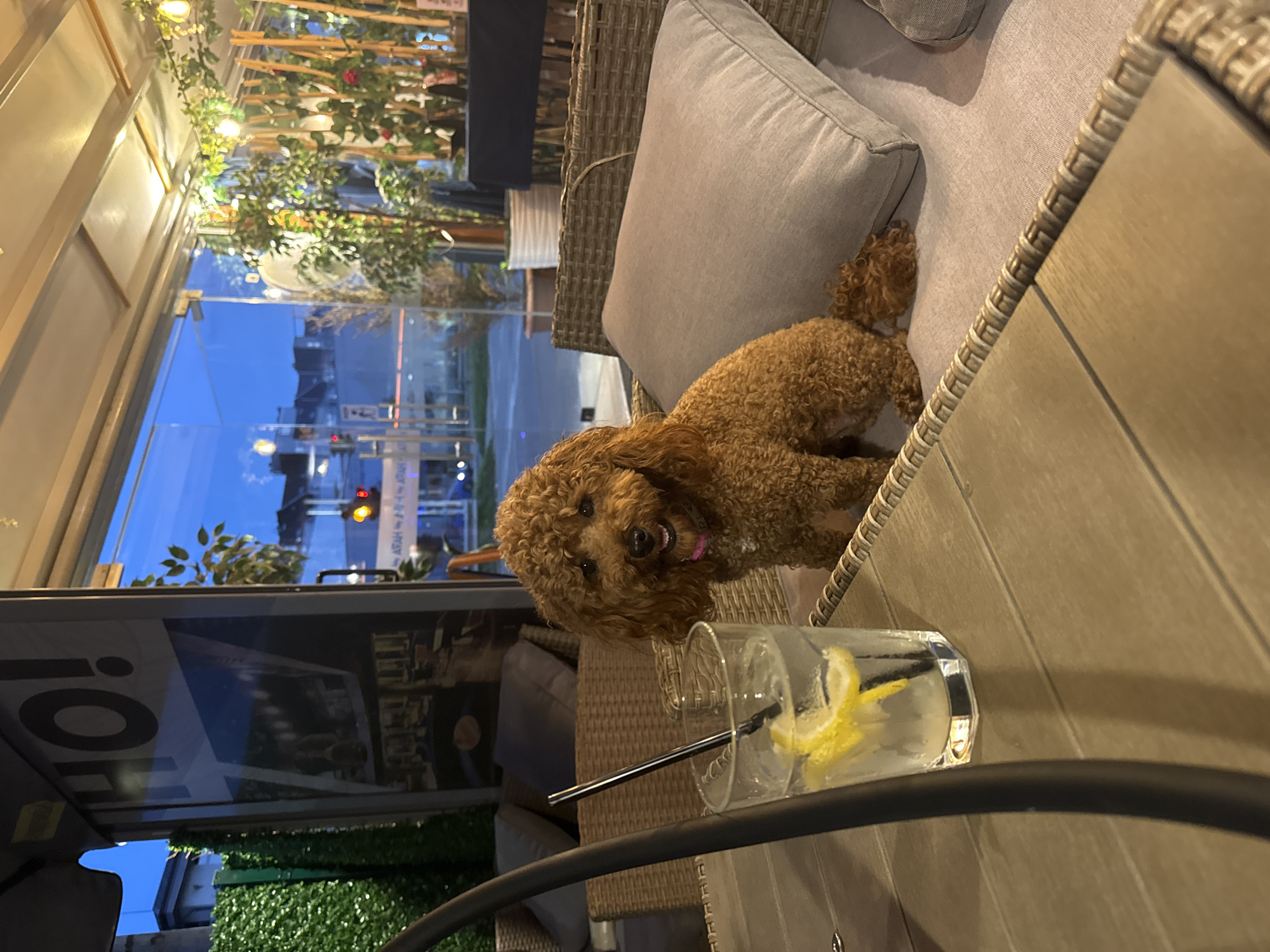 Brown poodle visits outdoor cafe in Sofia during evening