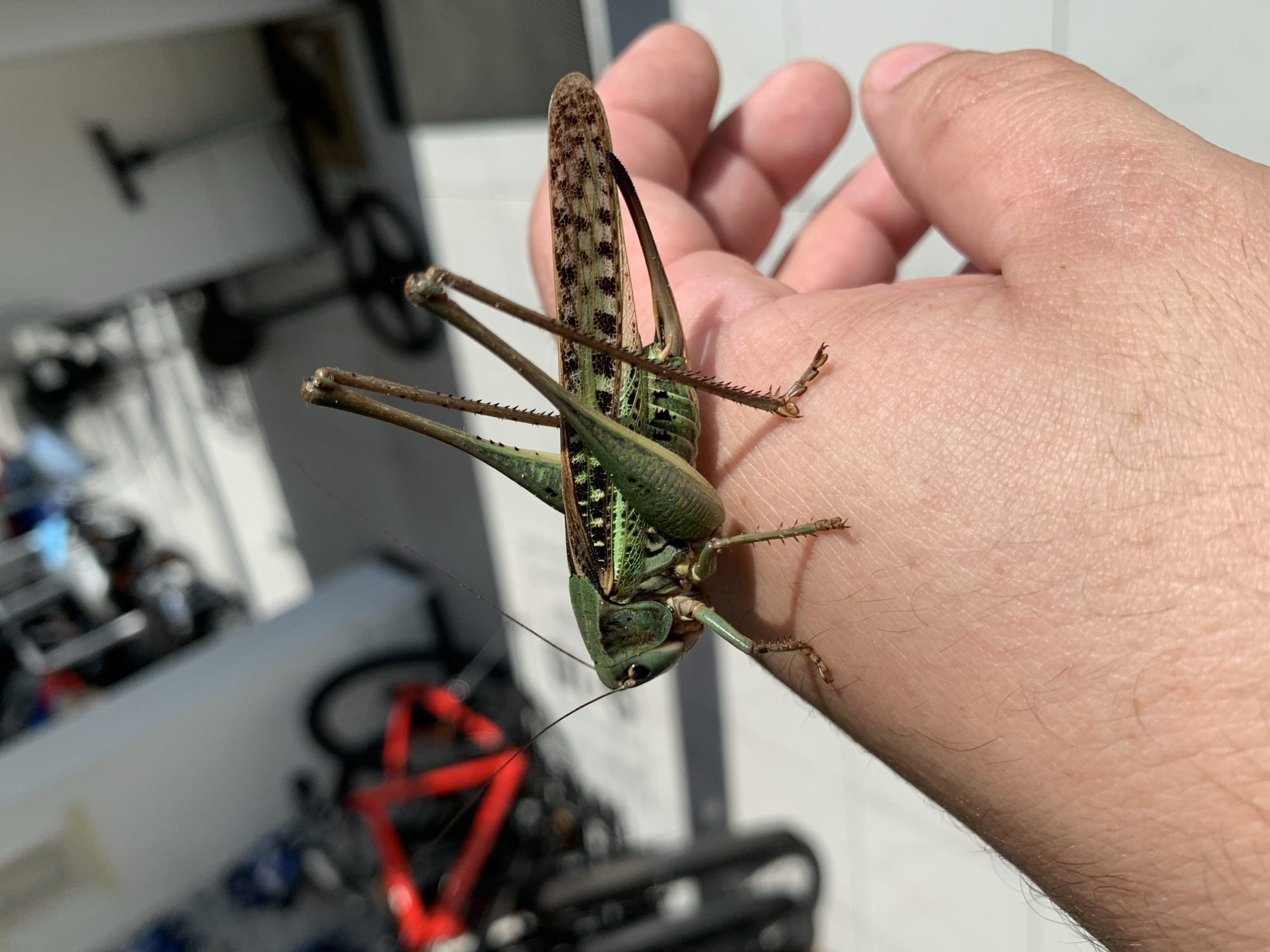 Green katydid handled and examined up close in Kropotkin