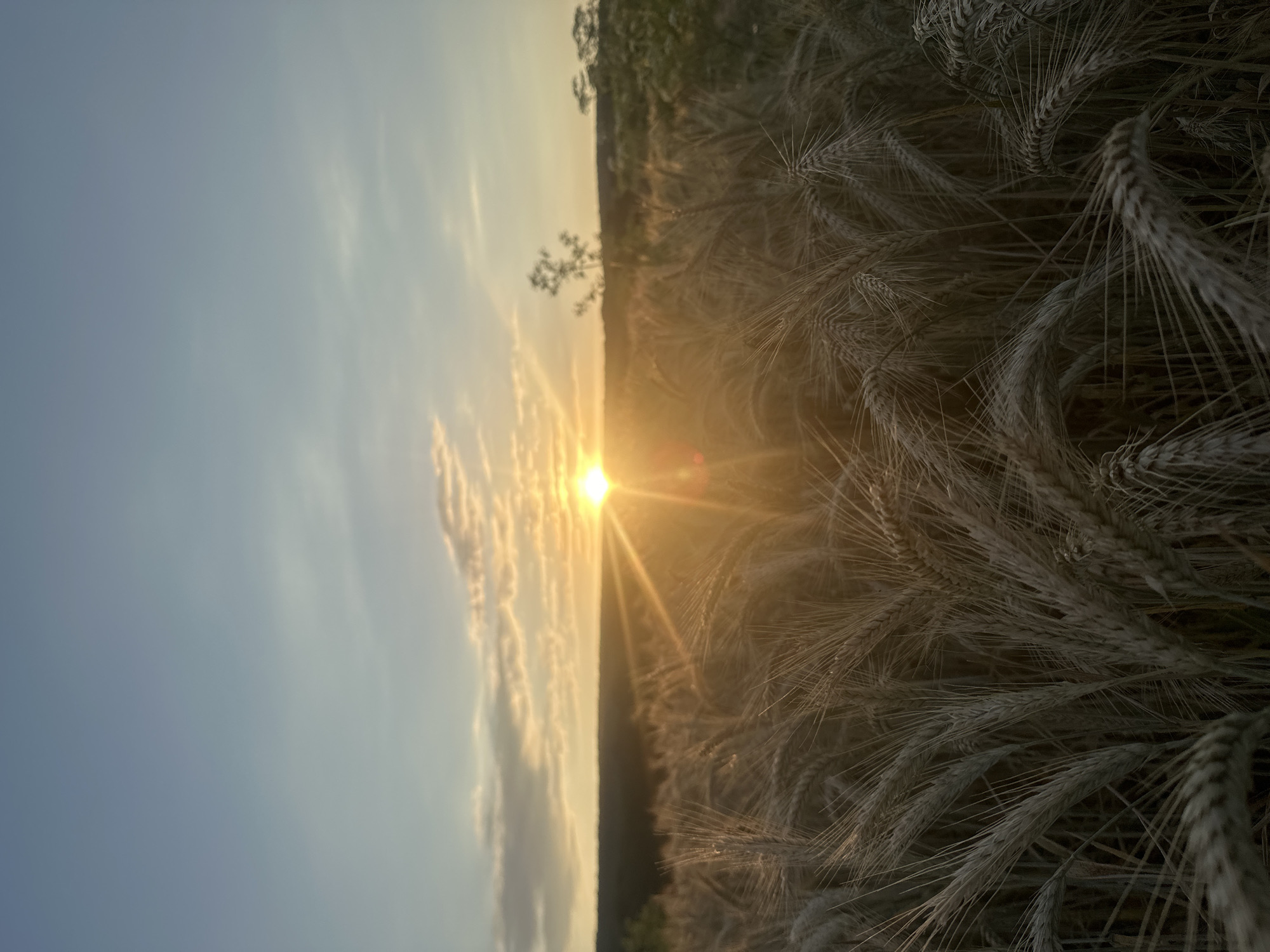 Golden hour across a ripe wheat field in rural Moldova