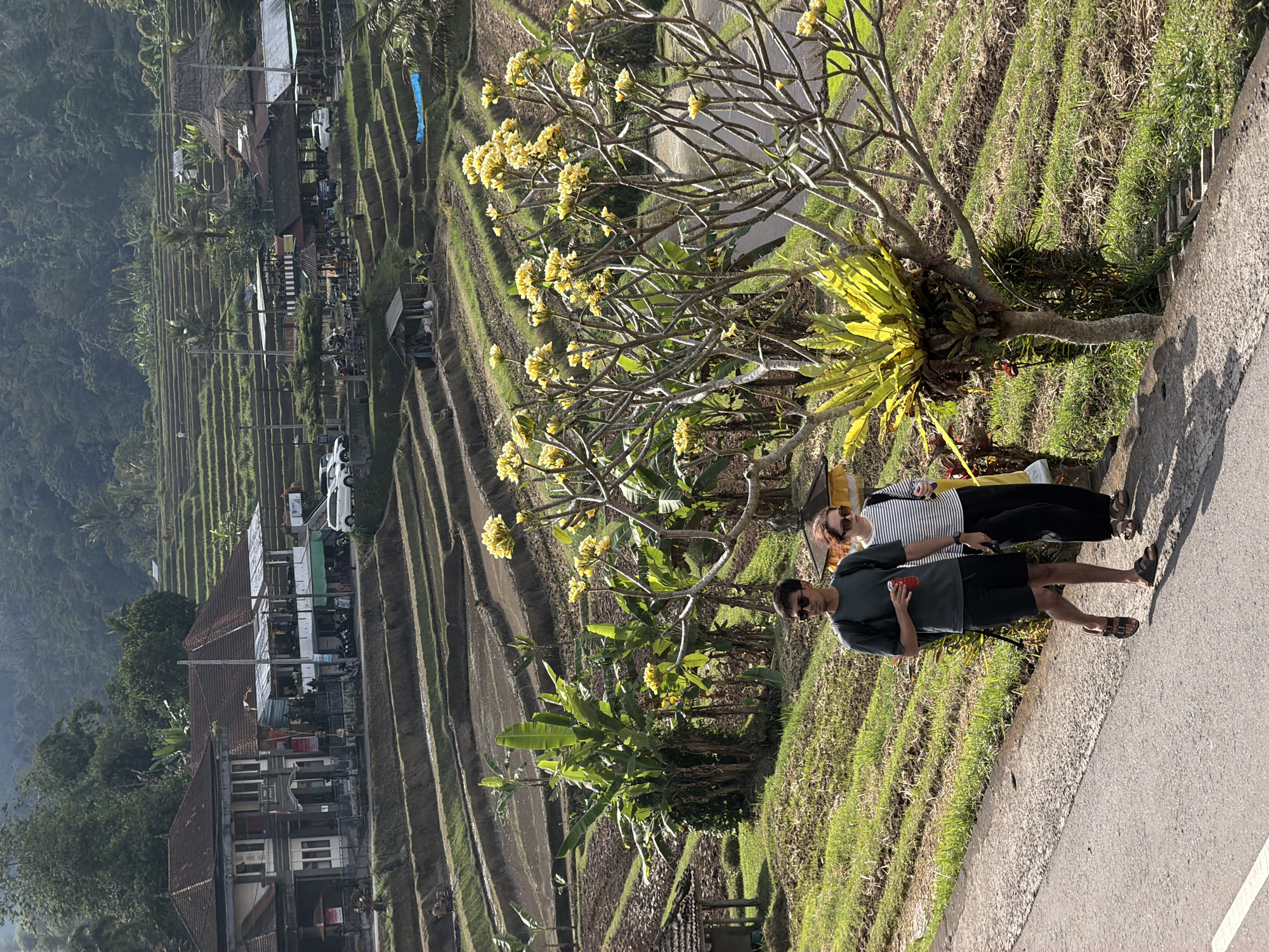 Morning at Jatiluwih's terraced rice fields, Bali
