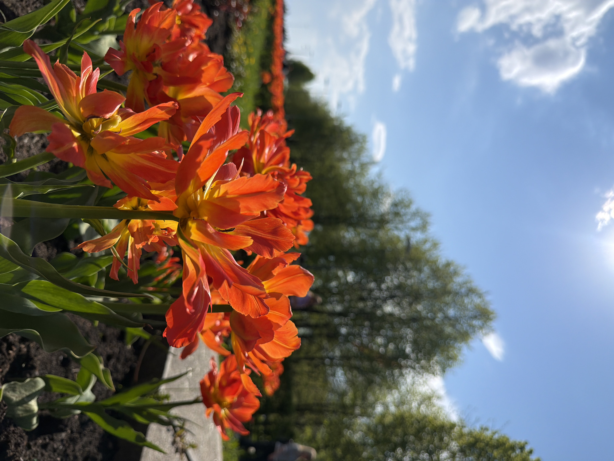 Spring tulips bloom in Saint Petersburg garden