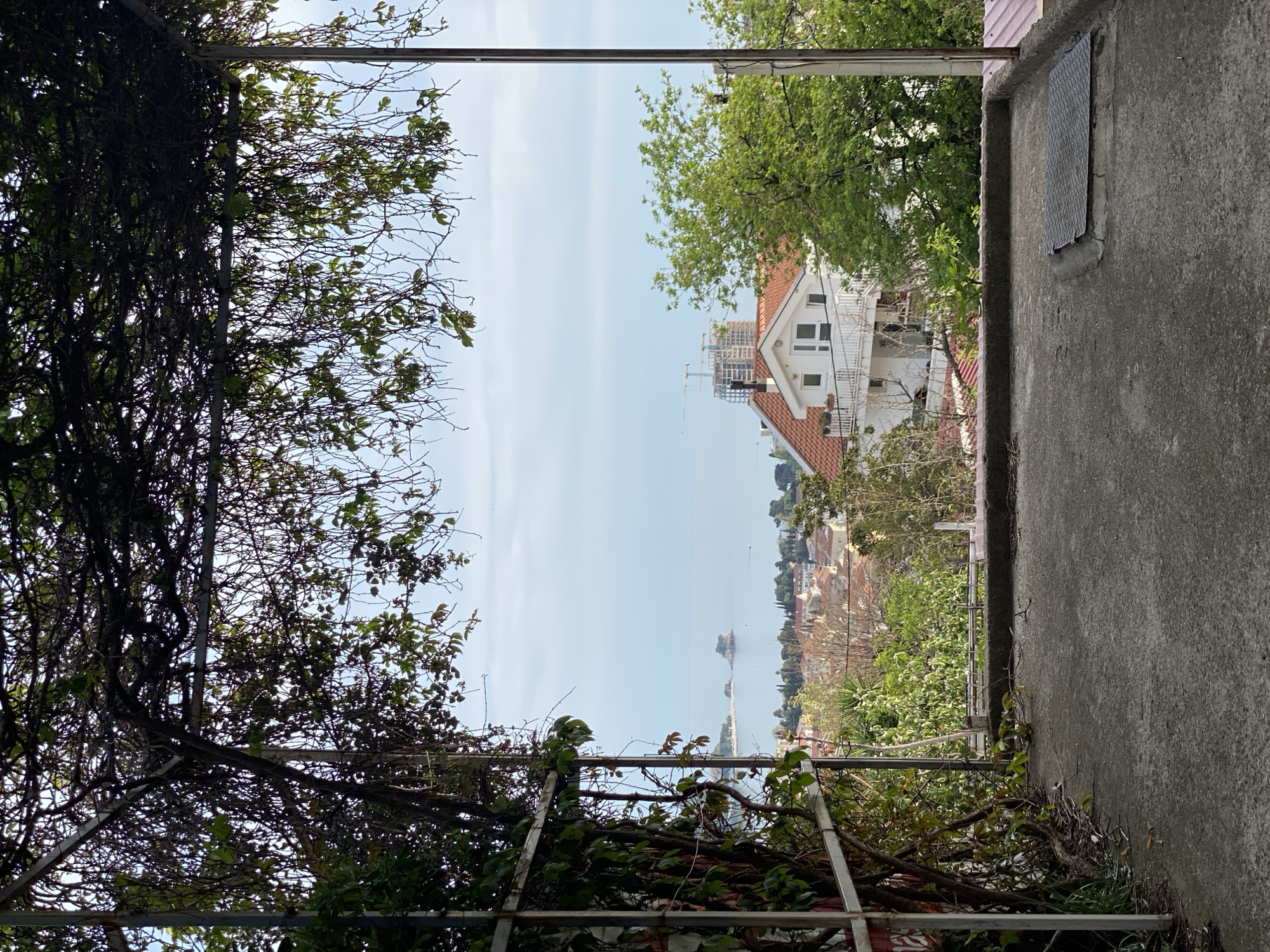 Elevated garden views documented from Budva balcony or rooftop