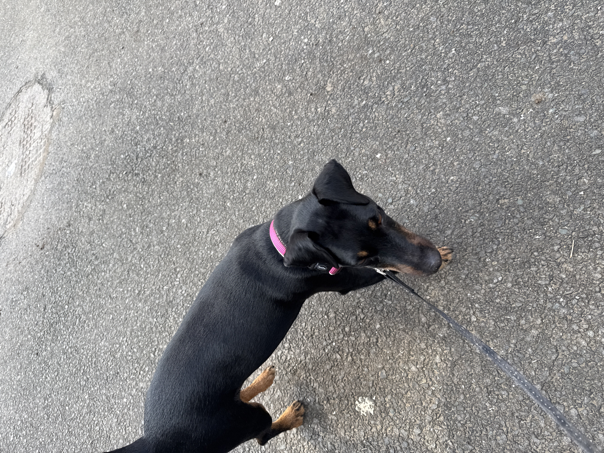 Leashed dog with pink collar spotted in Burgas