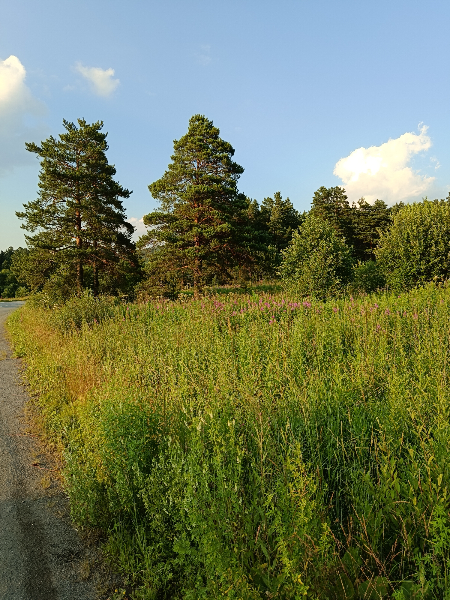 Forest roads, meadow stops, and small everyday moments on a drive