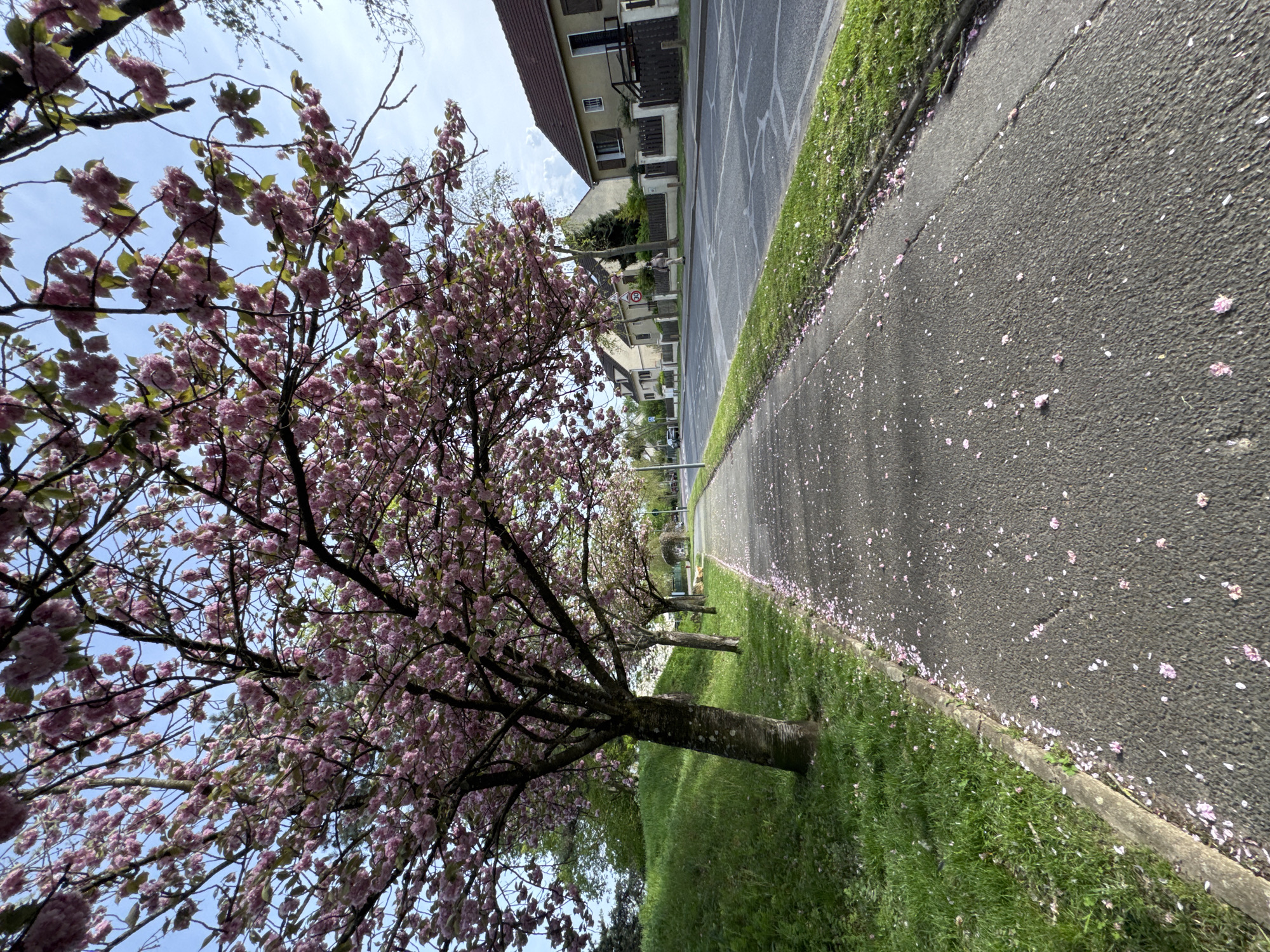 Cherry tree blooms observed in Noisy-le-Grand, France
