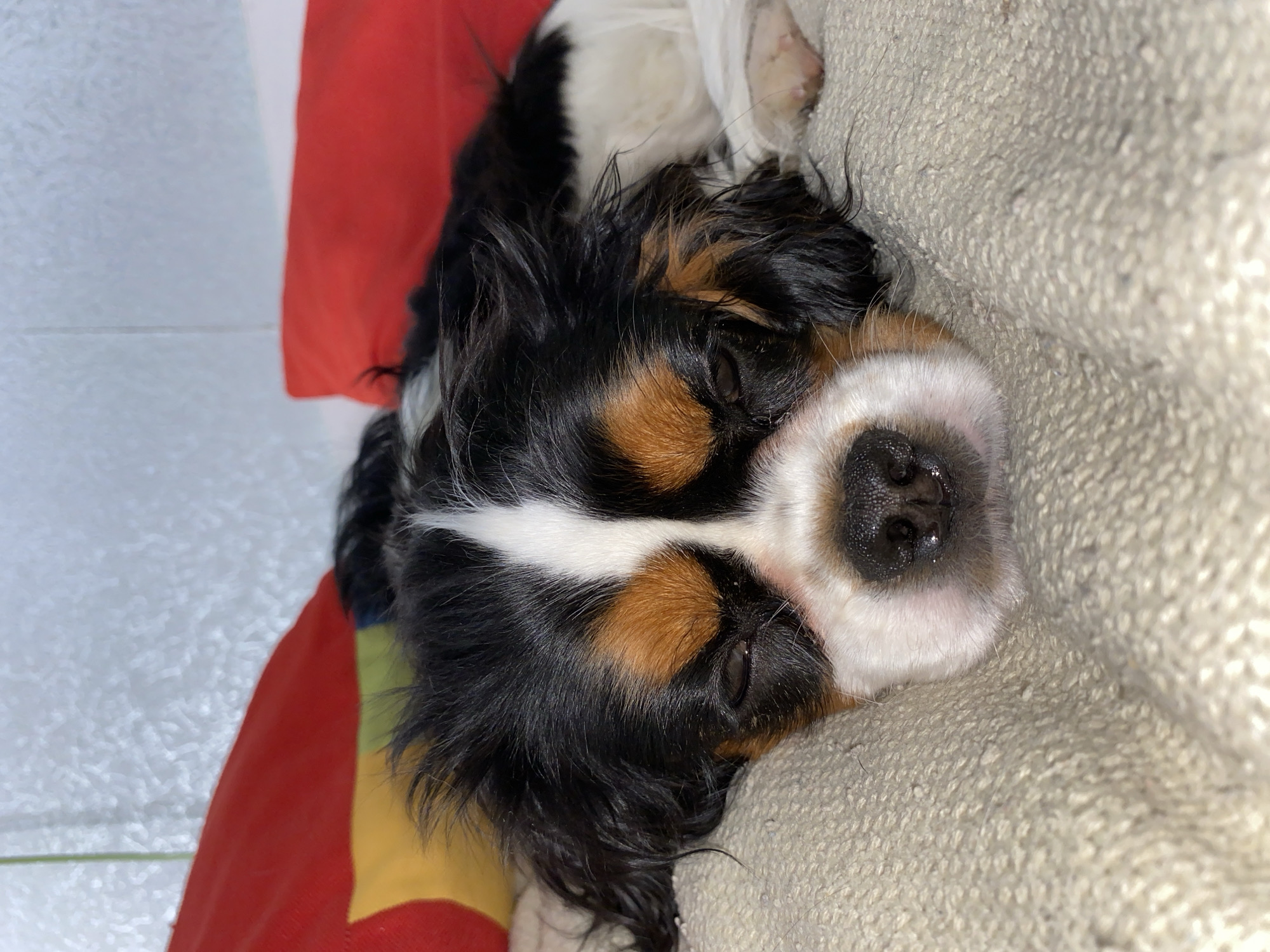Cavalier King Charles Spaniel photographed resting indoors in Votkinsk