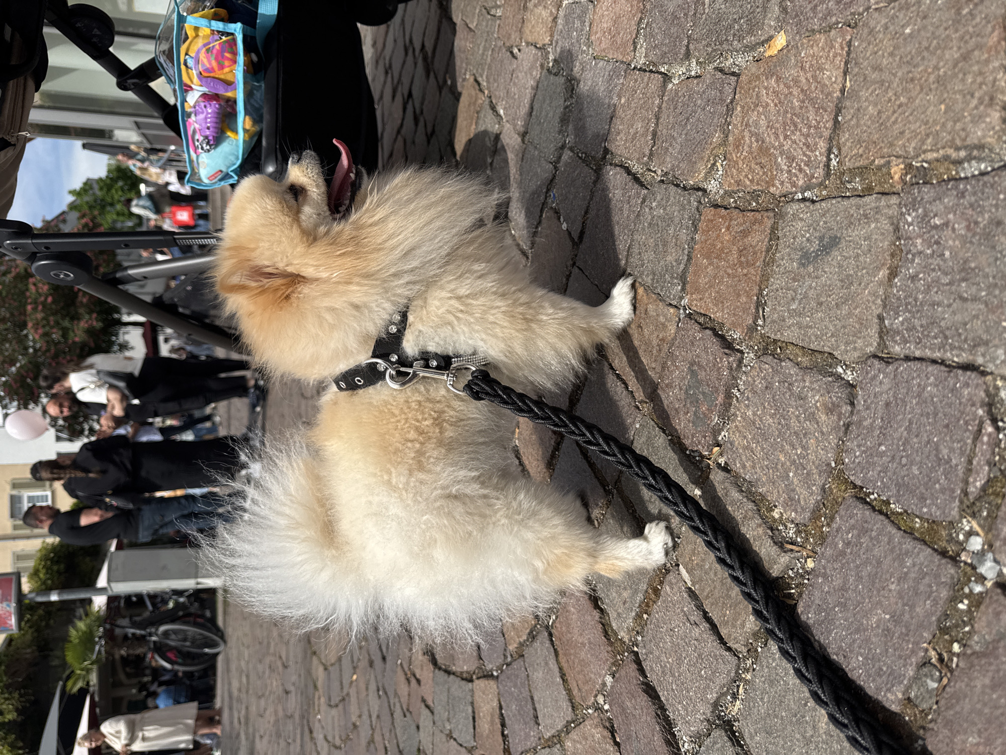 Pomeranian dog spotted around Bietigheim-Bissingen town center