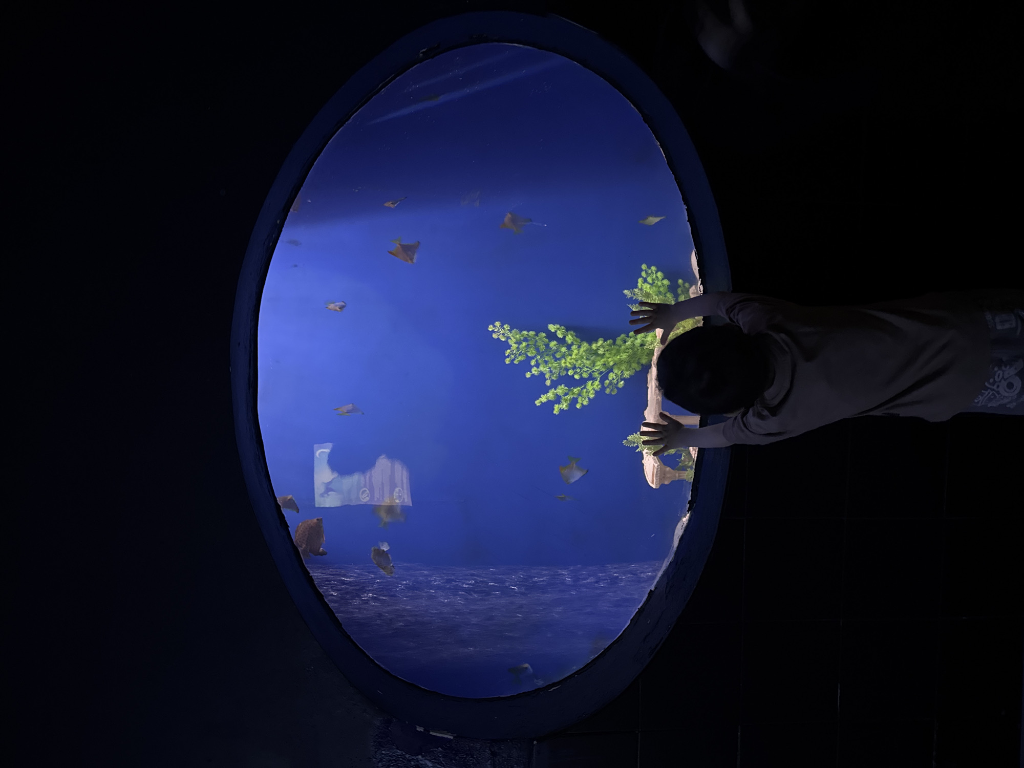 Mermaid performers entertain visitors at Sochi aquarium marine exhibits