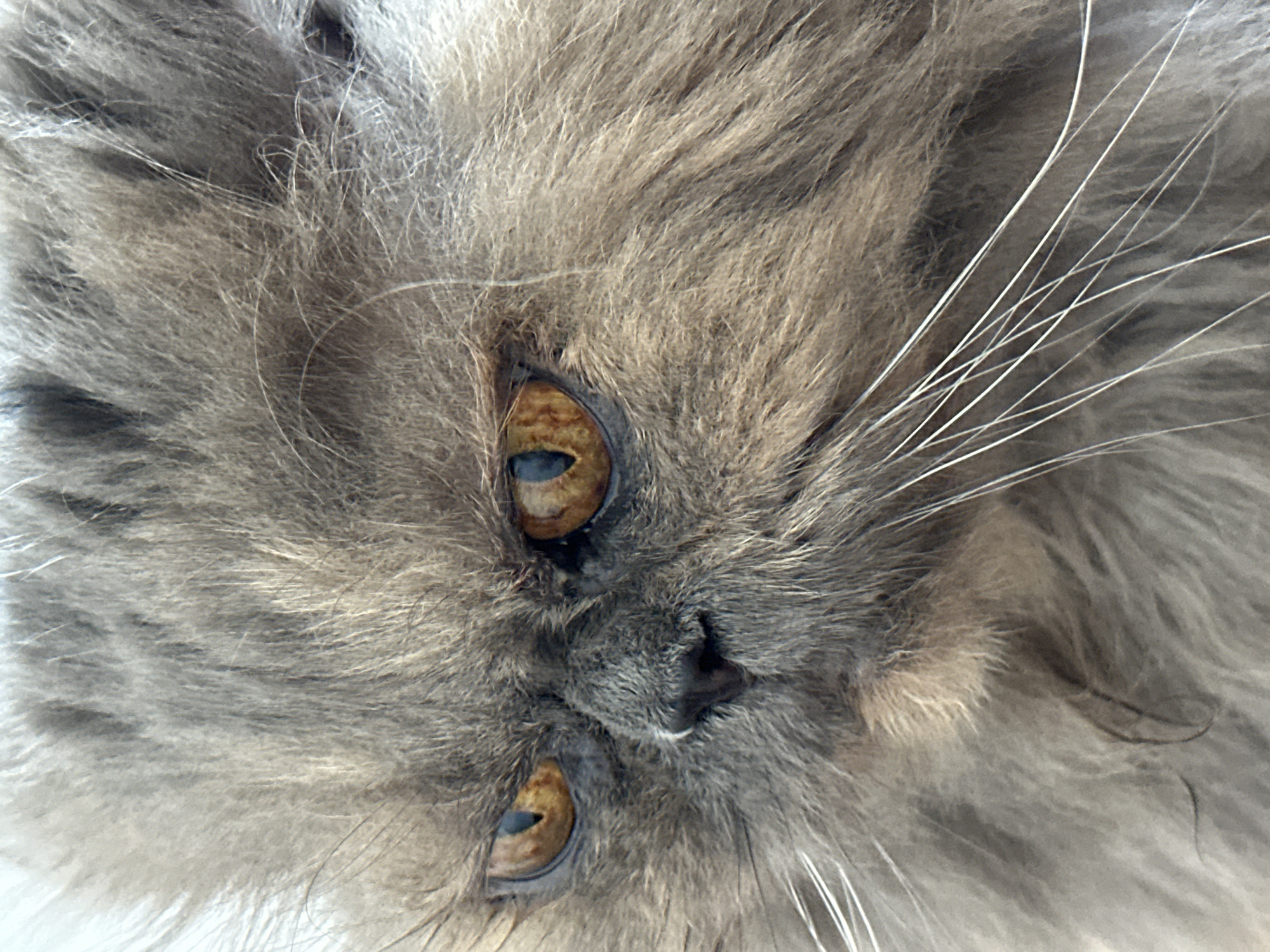 Morning cat portraits and peonies in Chaikovsky, Russia