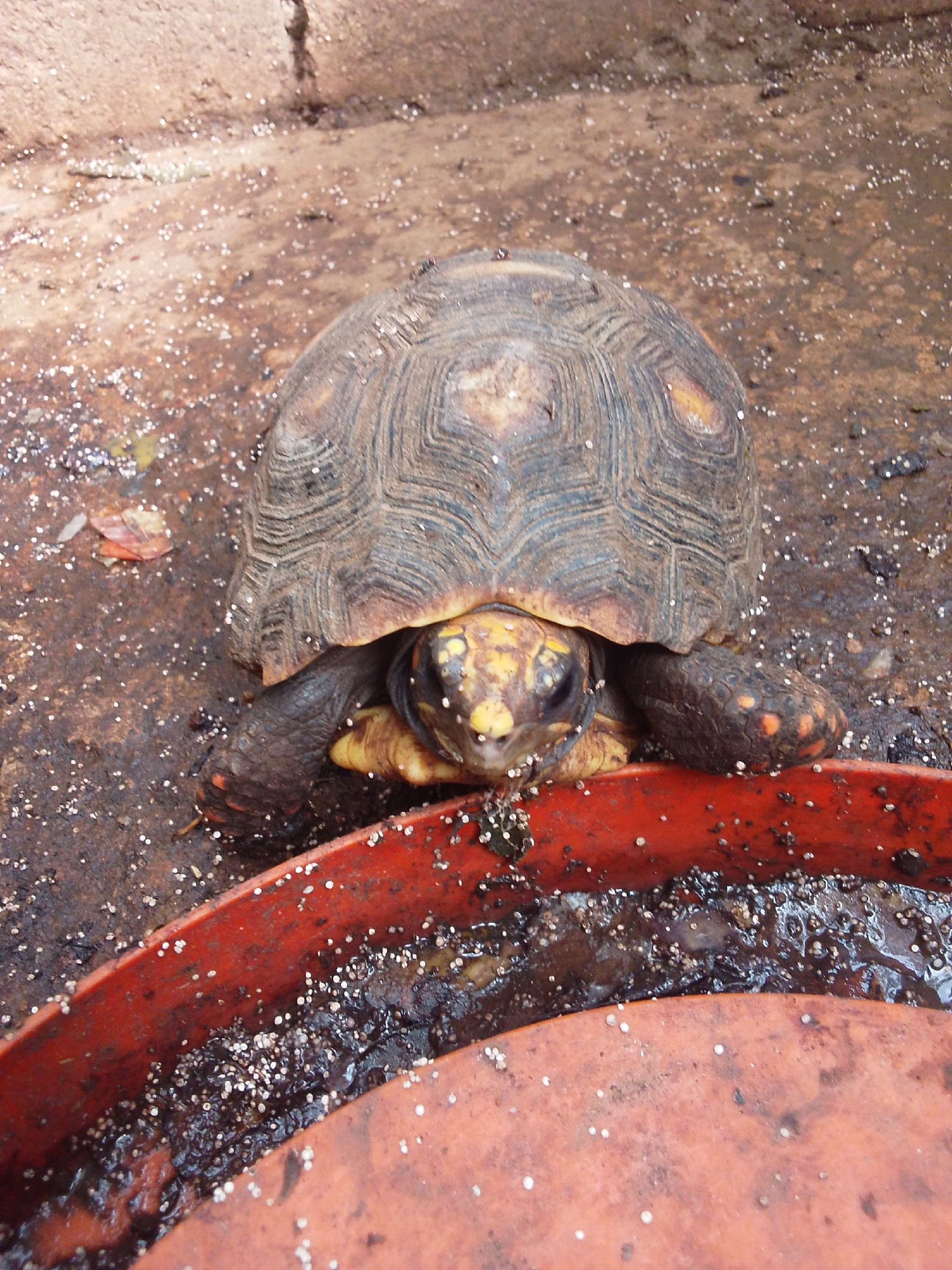 Tortoises, turtles, and backyard animals in casual close-up
