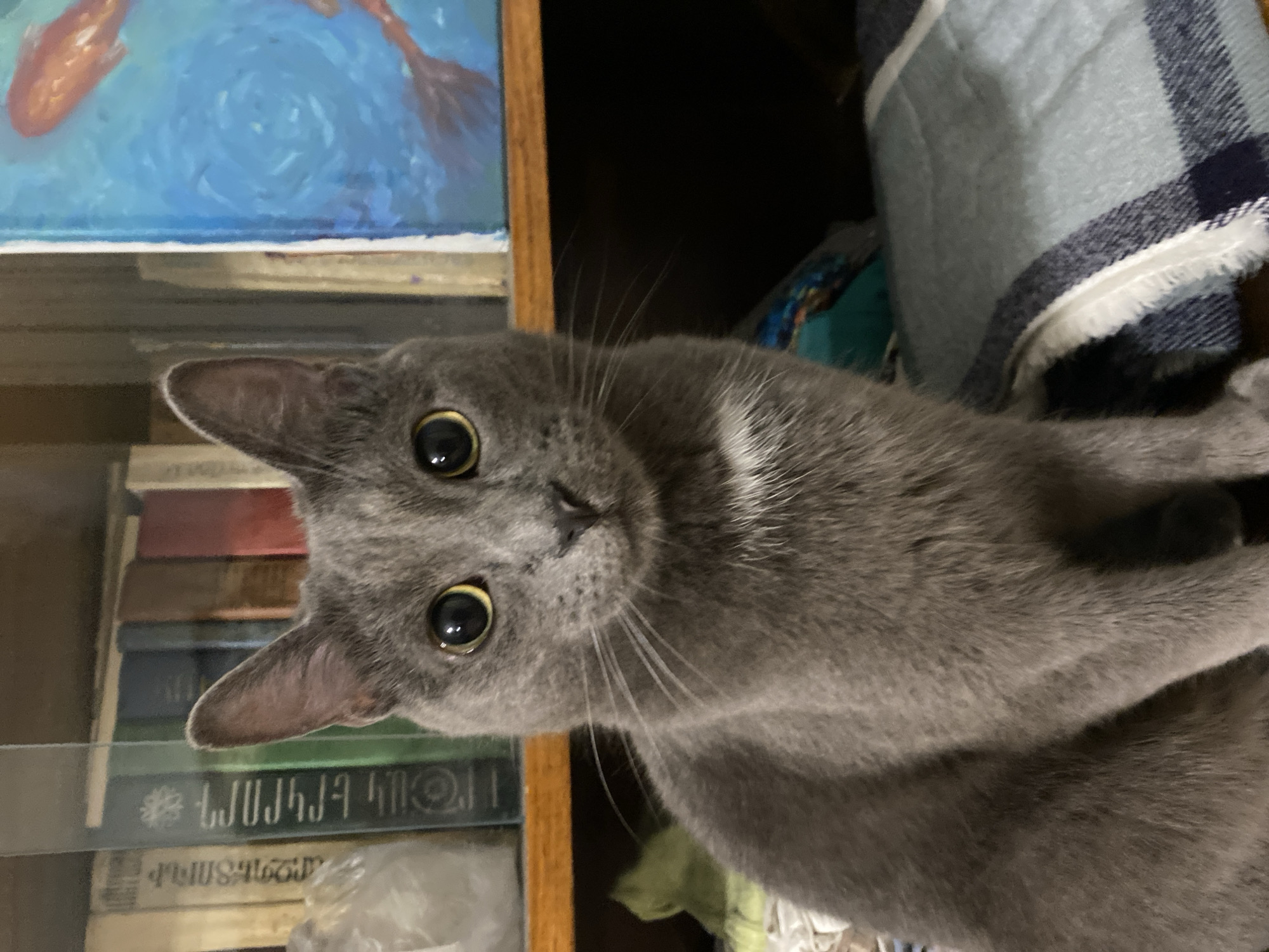 Close-up portraits of cats chilling at home