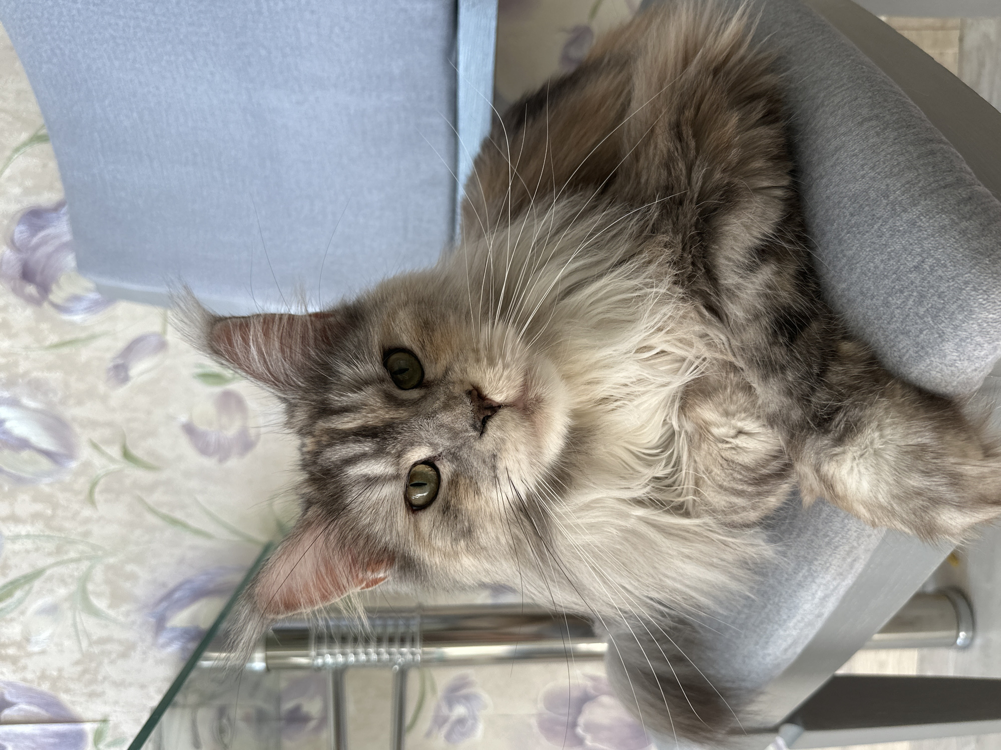 Maine Coon cat and morning oatmeal, Kaliningrad