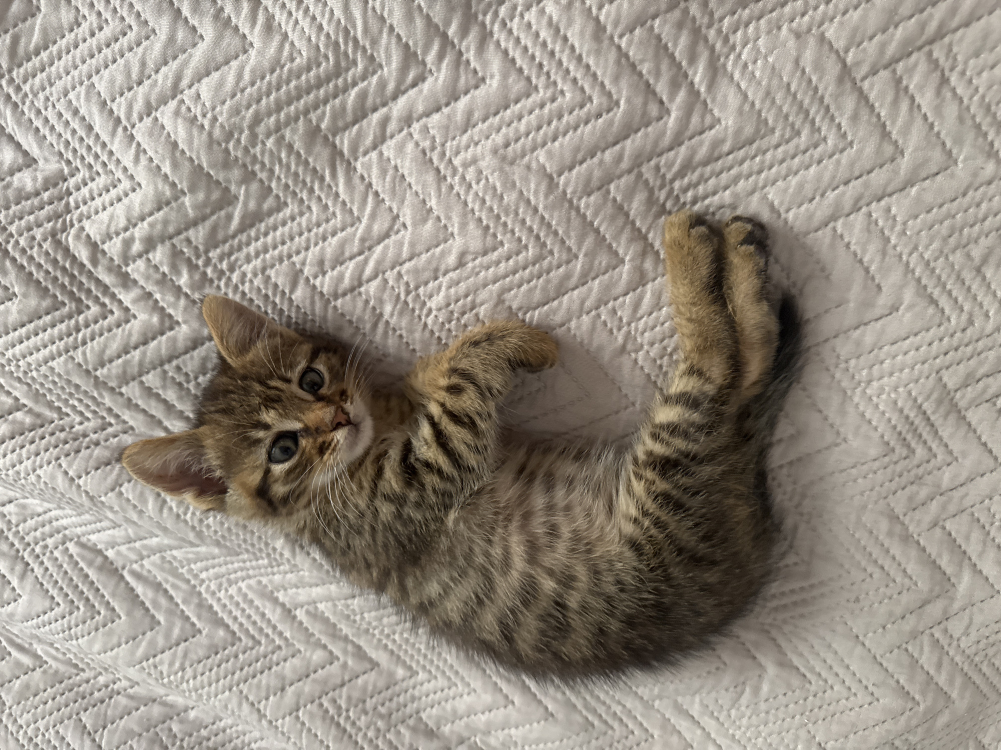 Tabby kitten photographed resting on quilted surface in Bulgaria