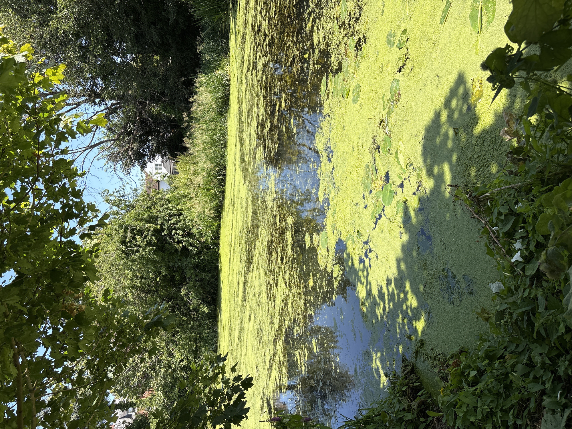 Summer afternoon along the River Chelmer, wildlife and waterways