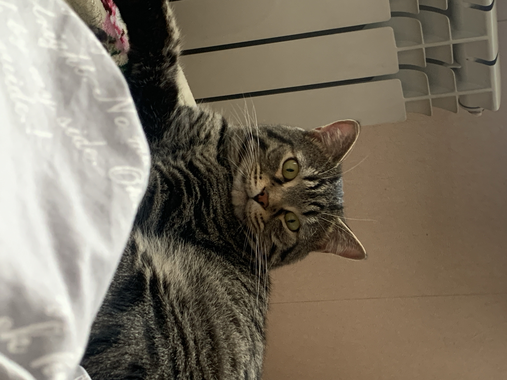 Tabby cat's afternoon routine documented in Stavropol home