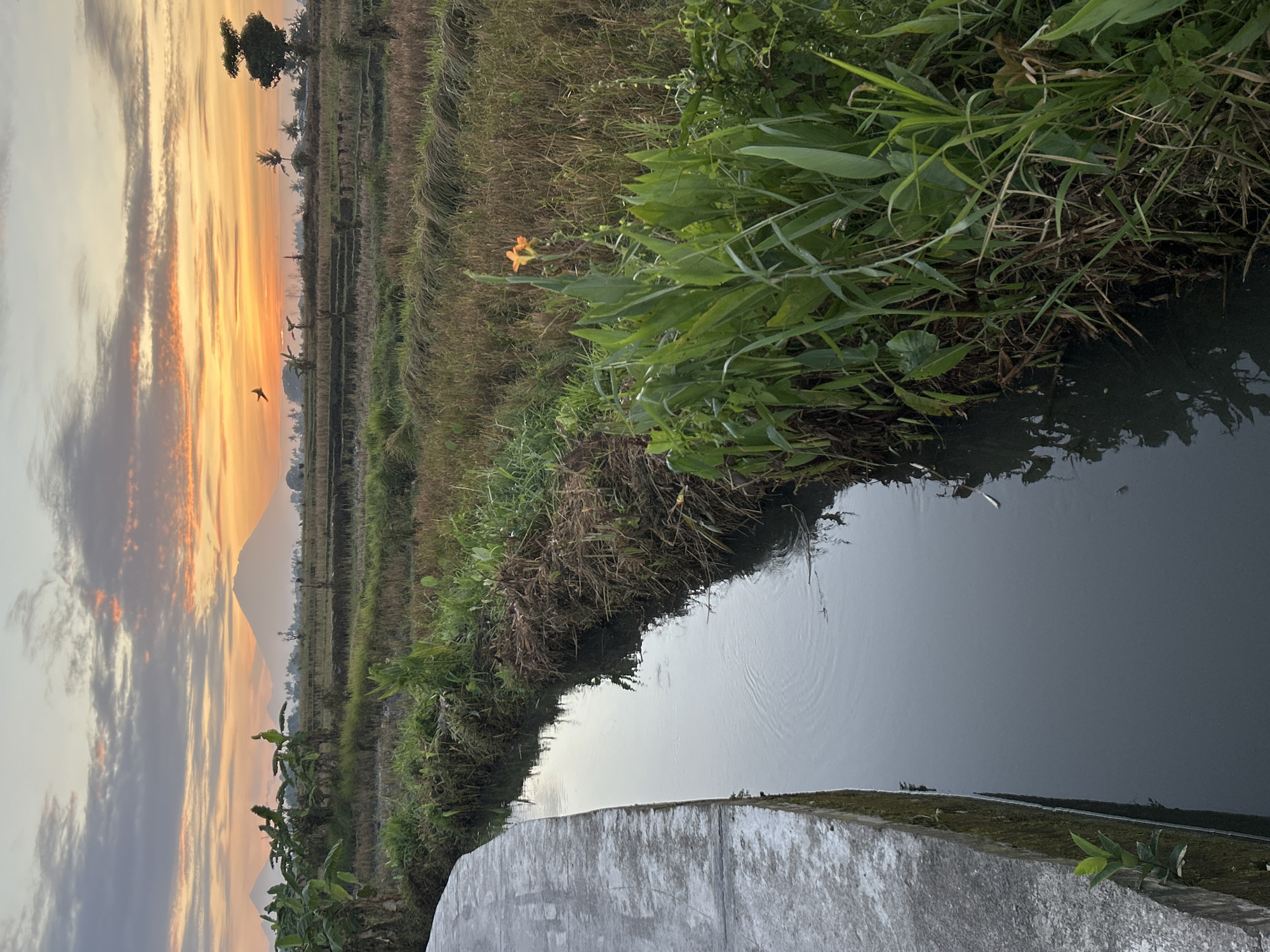 Sunrise over rice fields and banana groves in rural Mengwi
