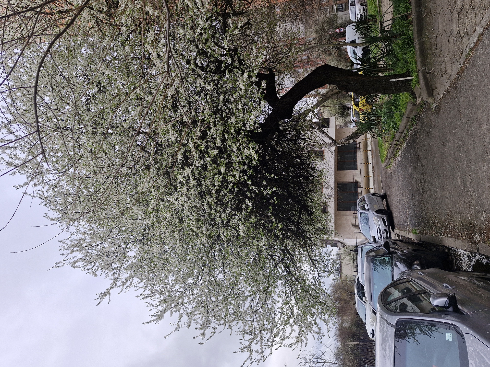 Spring blooms captured on Sofia street