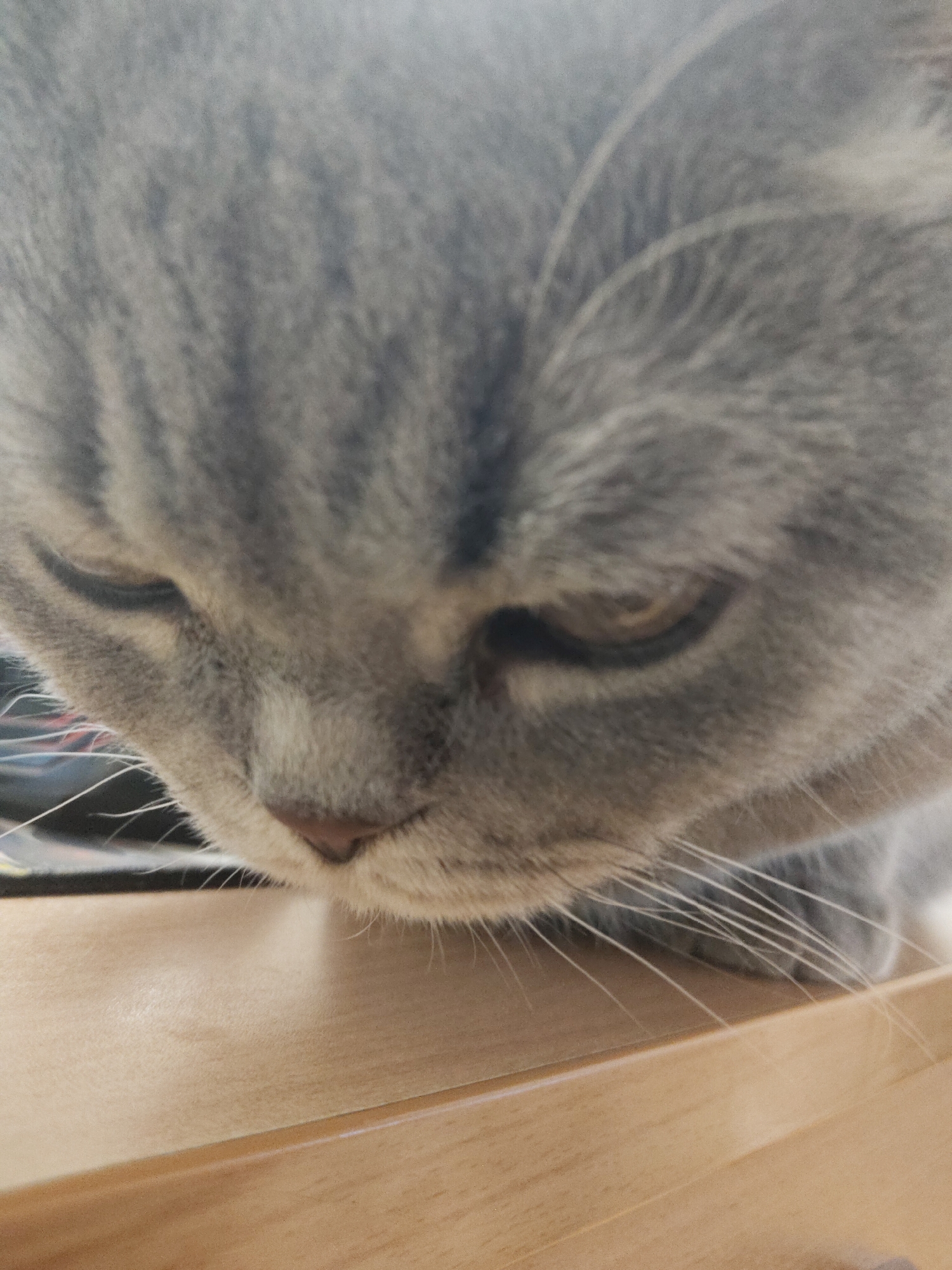 Grey cat observed napping on bed during afternoon