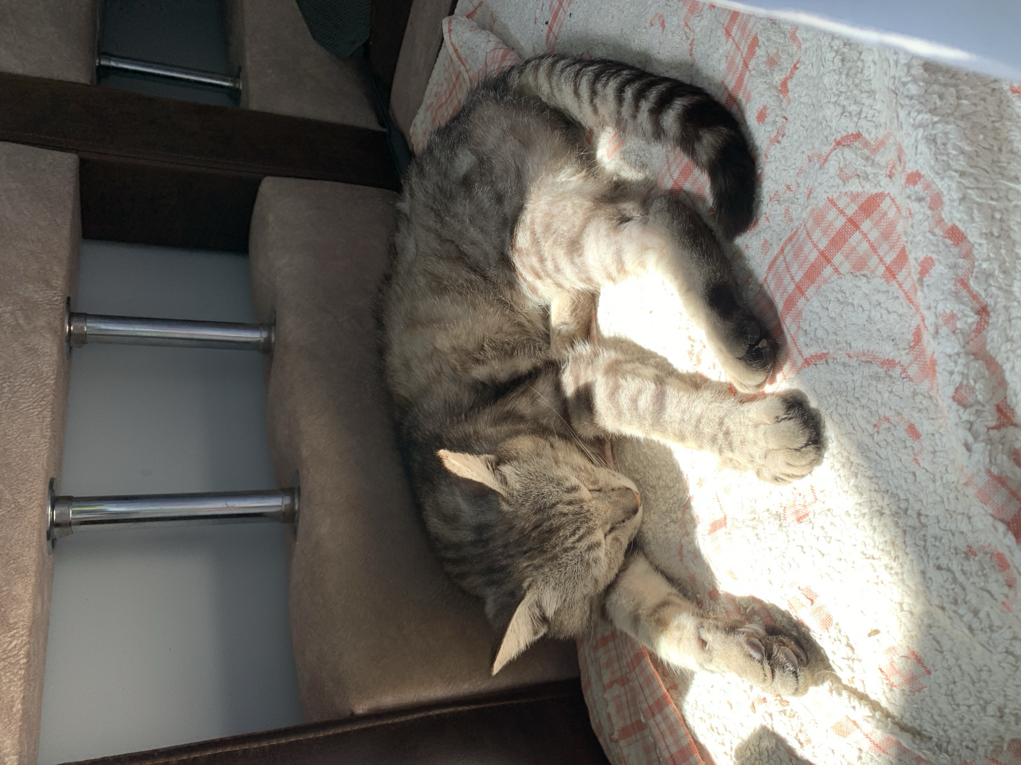 Tabby cat sleeps in the sun at a Zamostia home