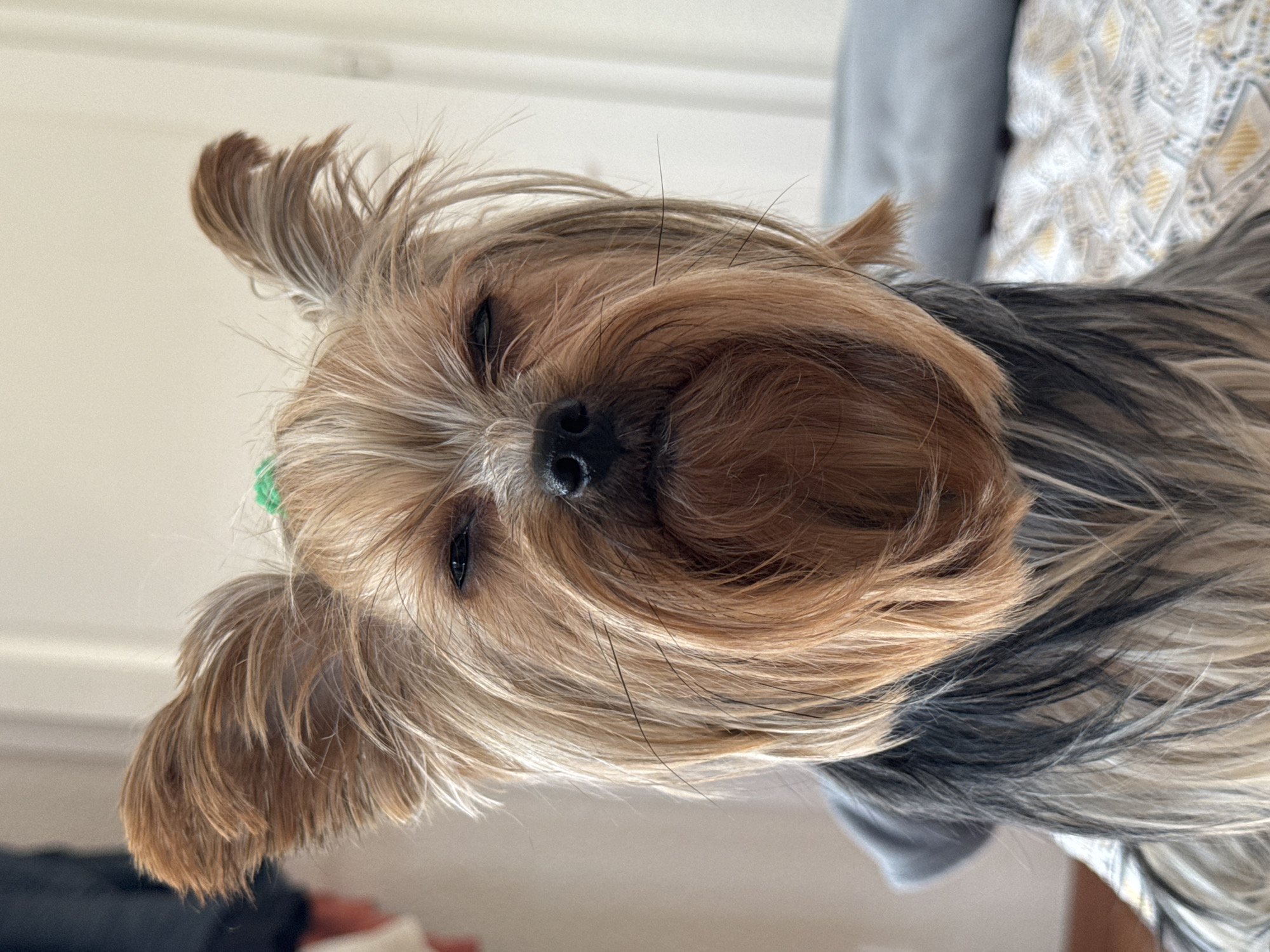Yorkshire Terrier with green hair tie rests on bed