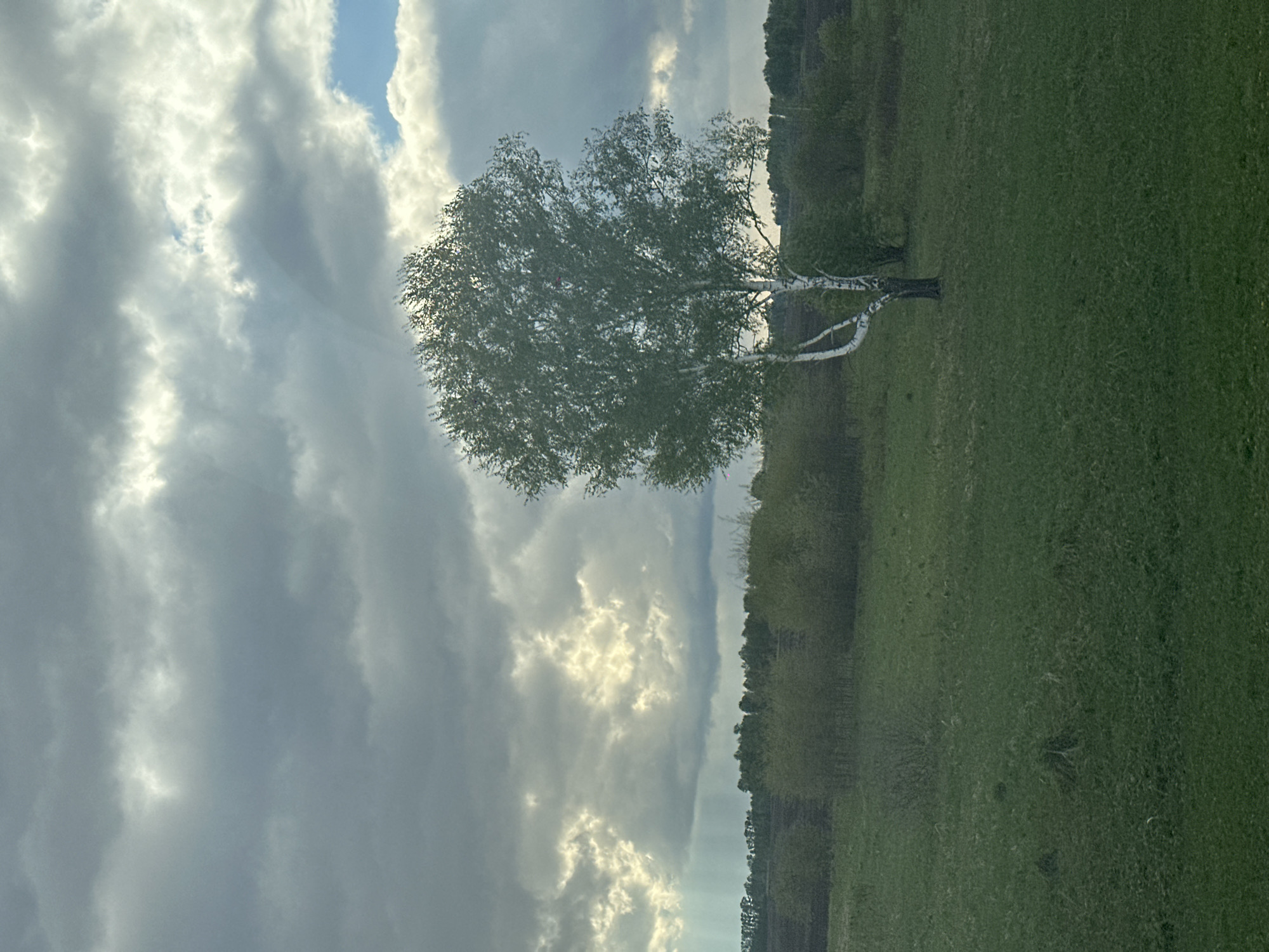 Dramatic sky and birch tree documented in Russian countryside