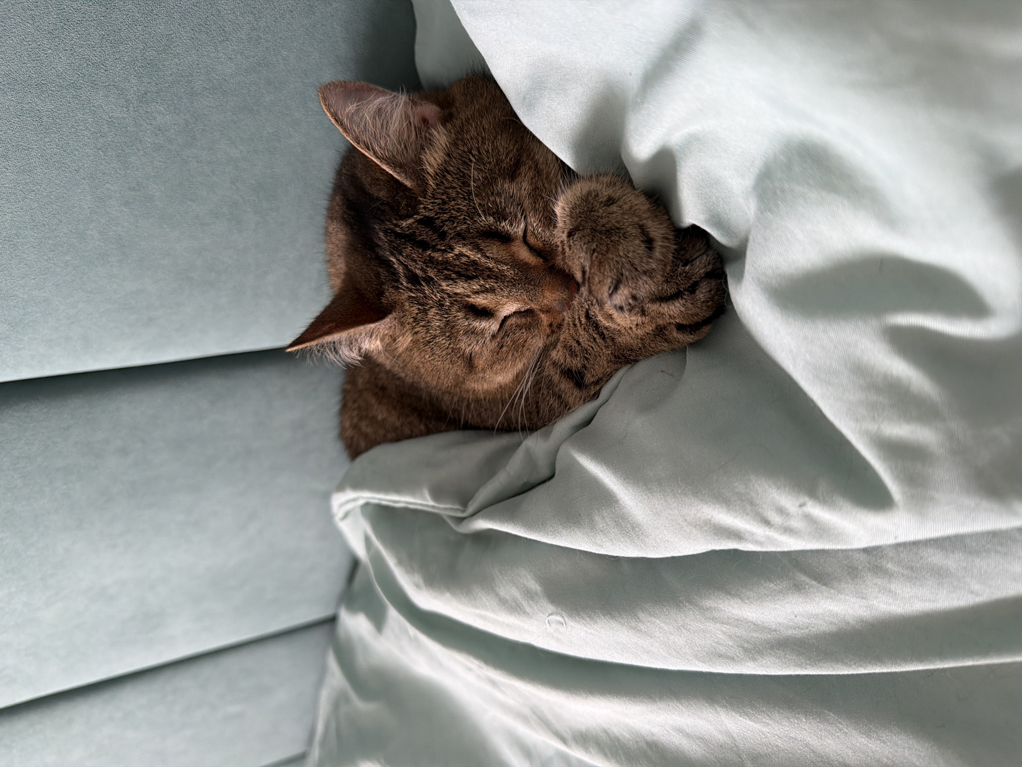 Quiet morning scenes with sleeping cat documented in Chaikovsky