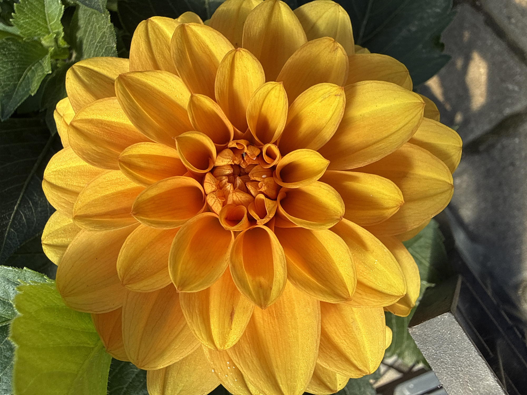 Spring flowers documented at Turkish garden center in Alanya